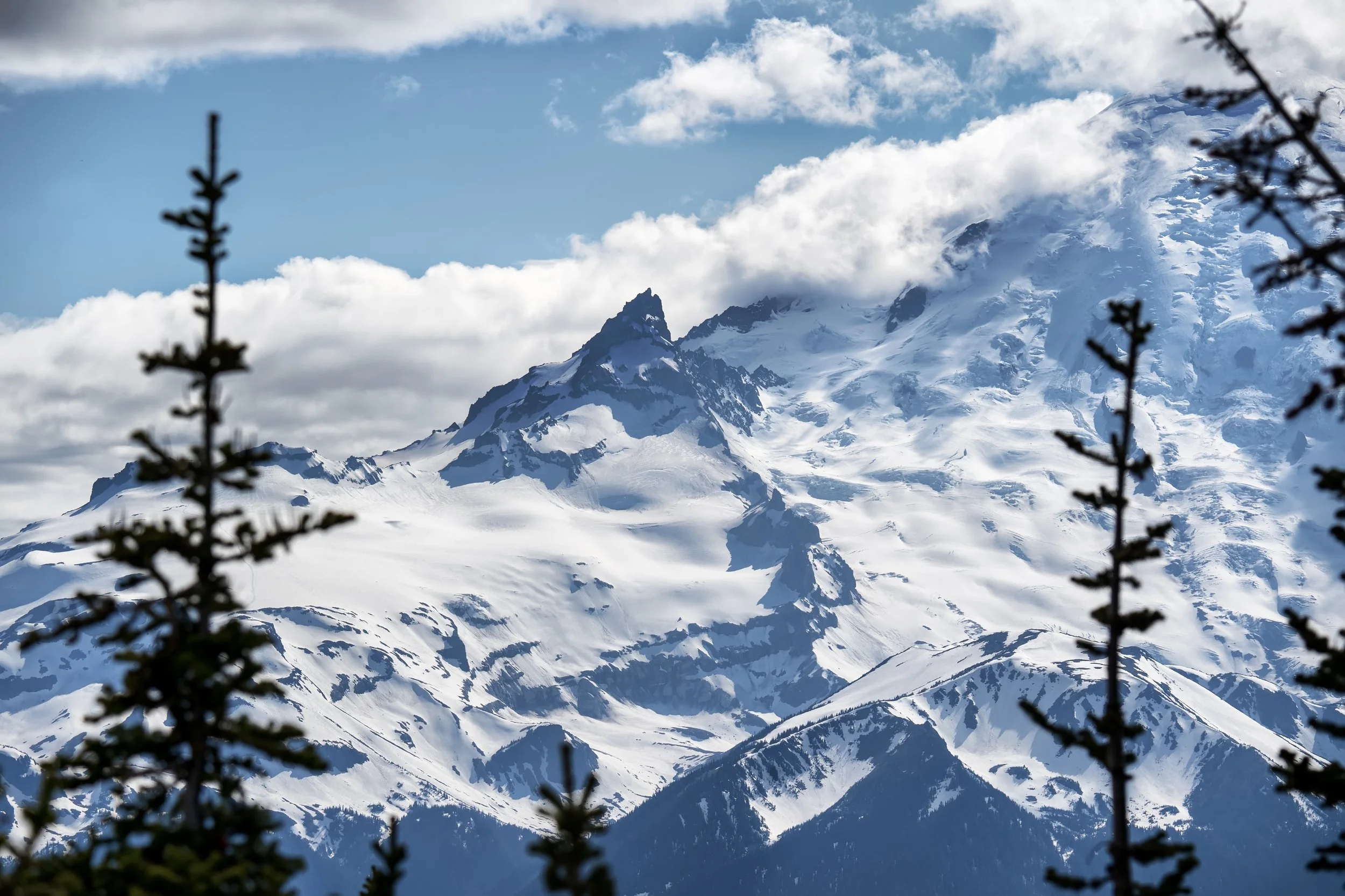 Snow-covered mountain peaks with cloudy sky, framed by dark green pine trees in the foreground.