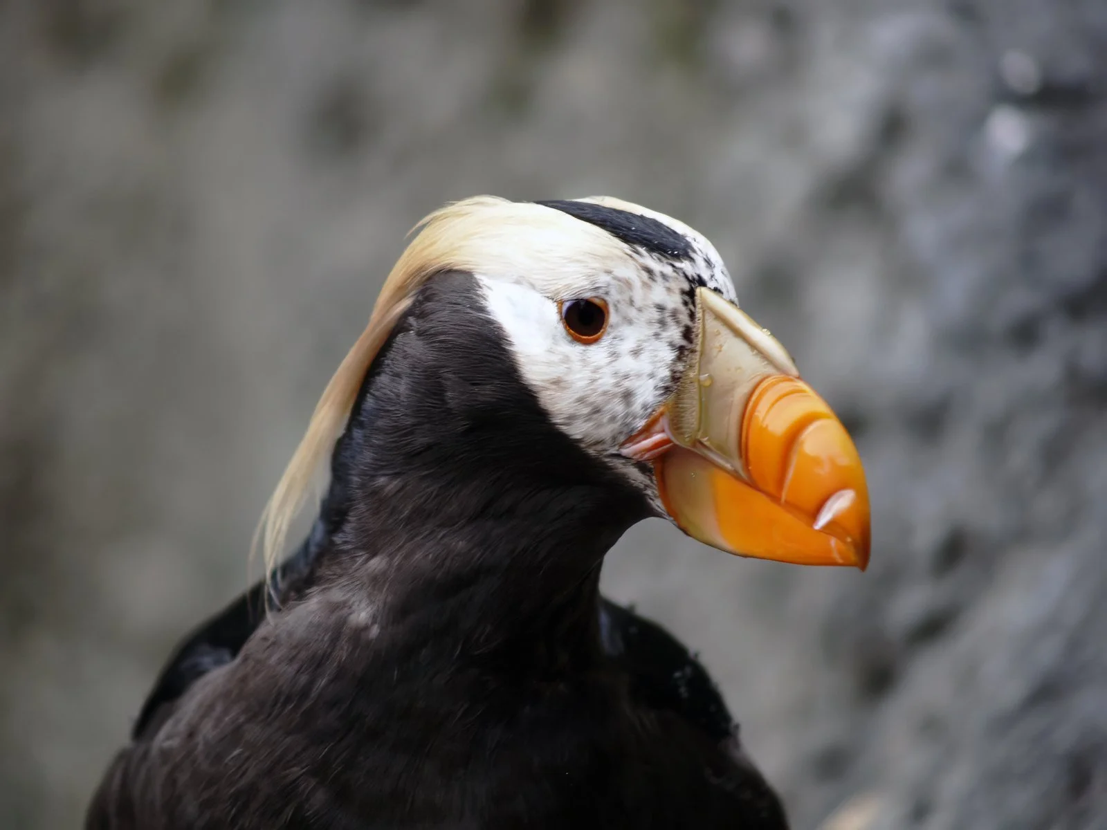 Close-up of a puffin with black and white feathers and an orange and yellow beak, set against a blurred gray background.