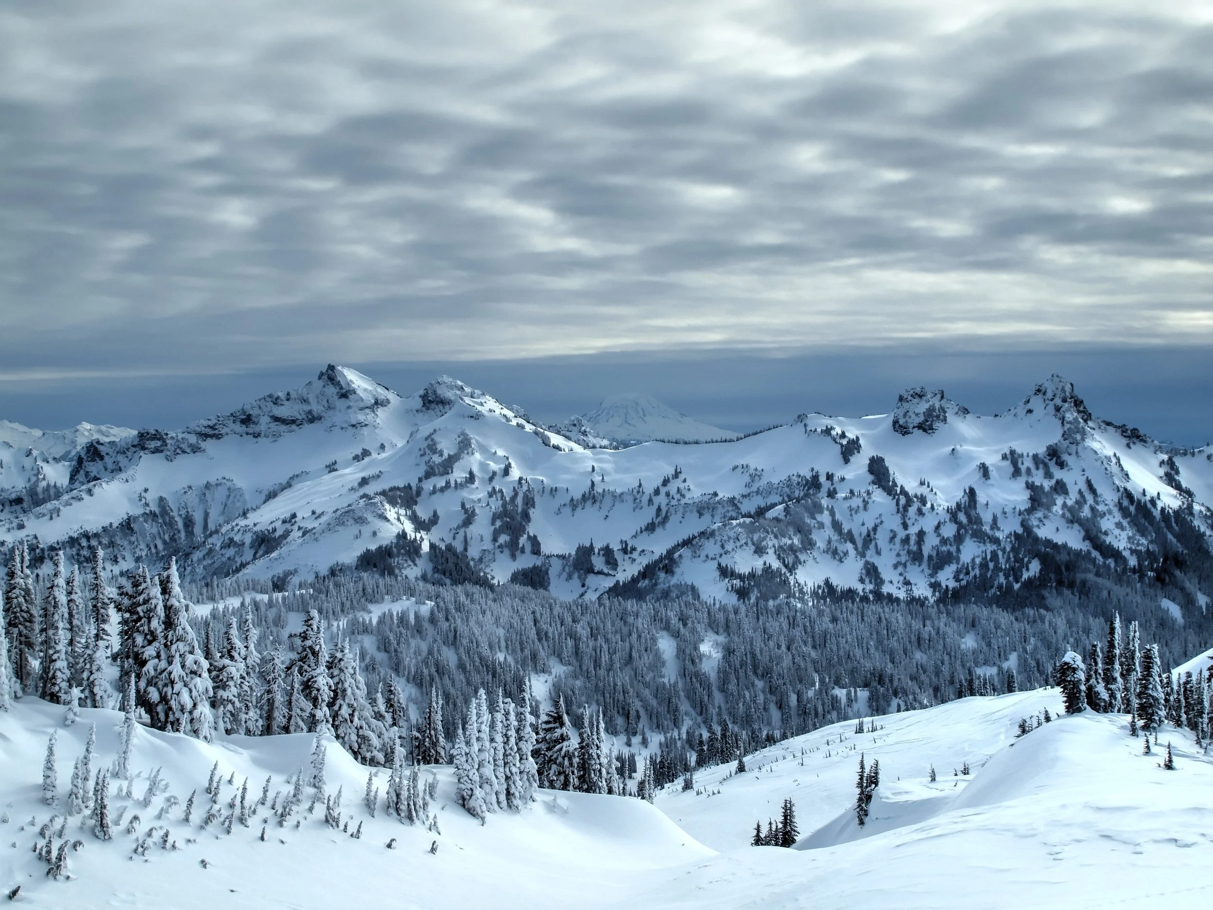 Snow-covered mountains under a cloudy sky, with numerous evergreen trees in the foreground.