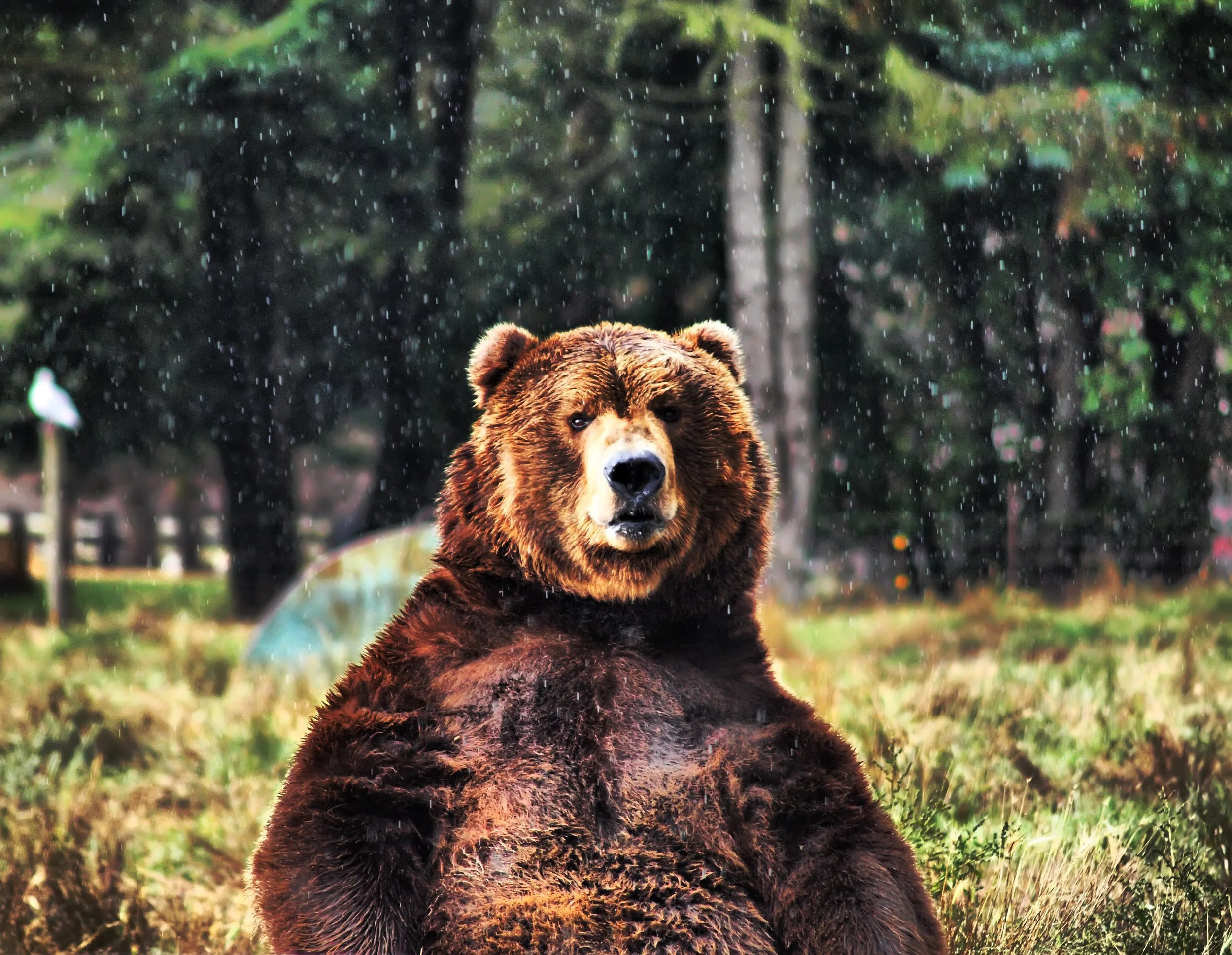 A brown bear sitting outdoors on grass with trees in the background, raindrops falling.