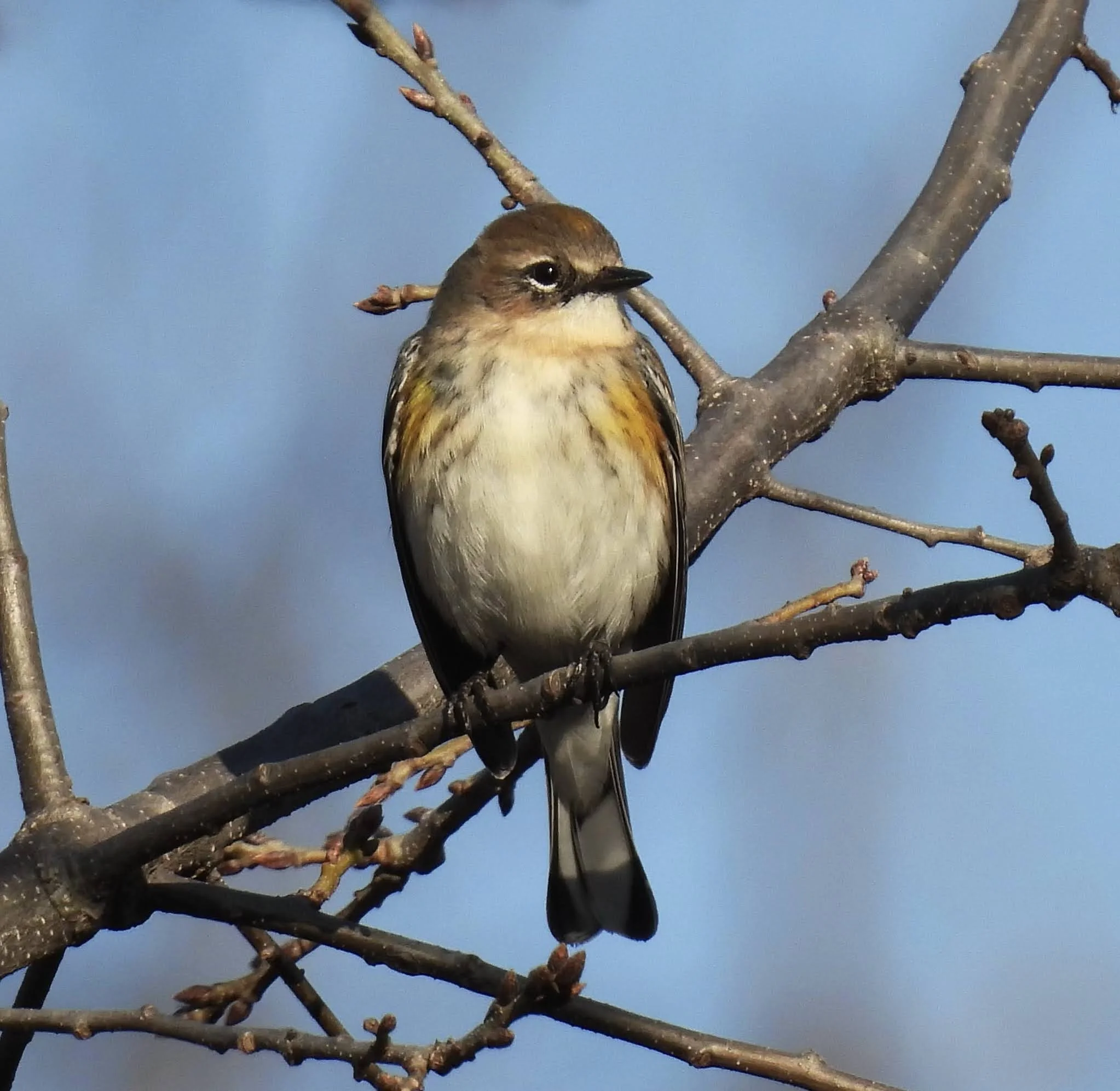 A small bird perched on a thin, dark branch of a tree with budding buds, against a blue sky background.