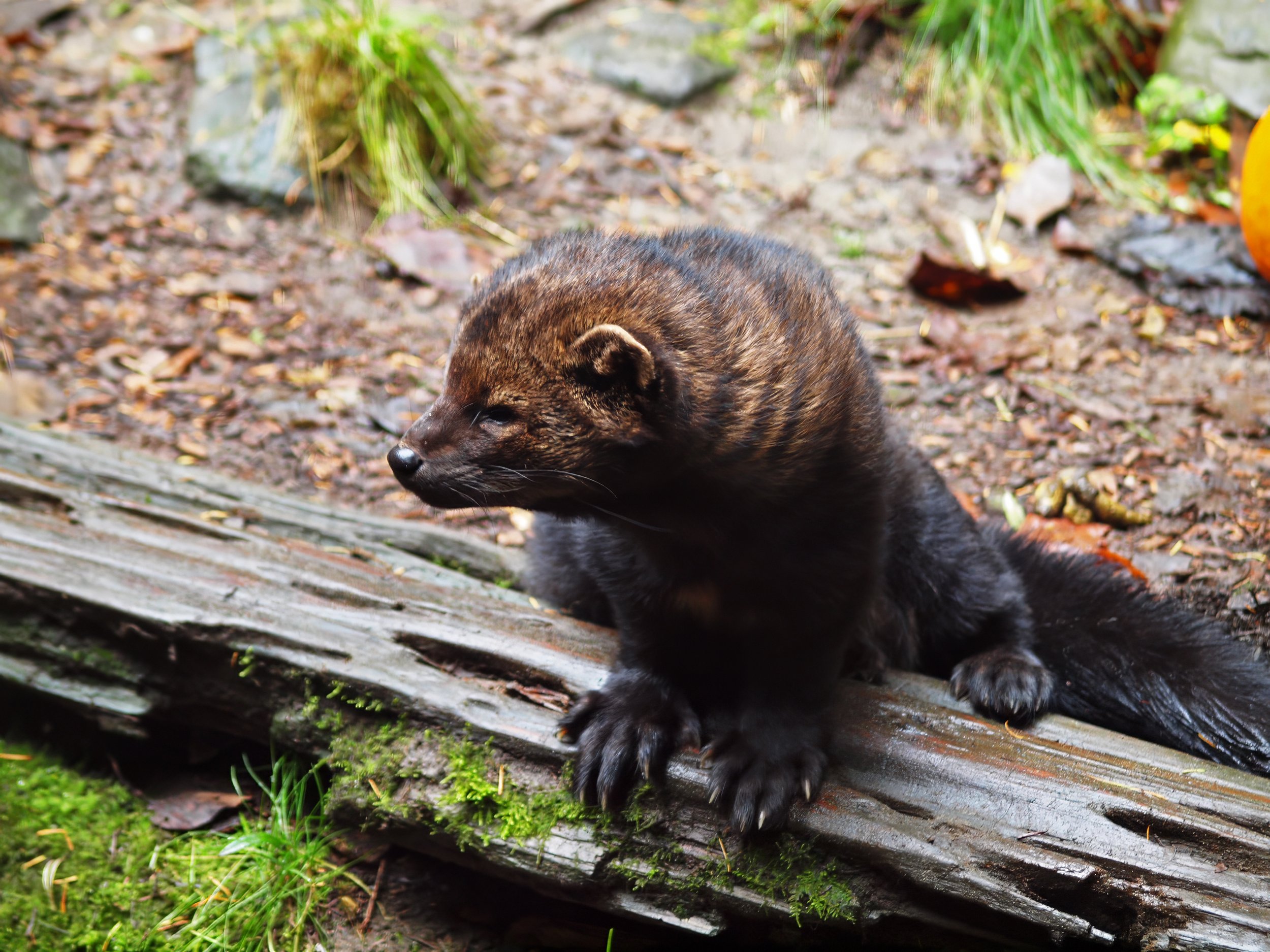 A black bear cub lying on a fallen log in a forest with green plants and leaves around.
