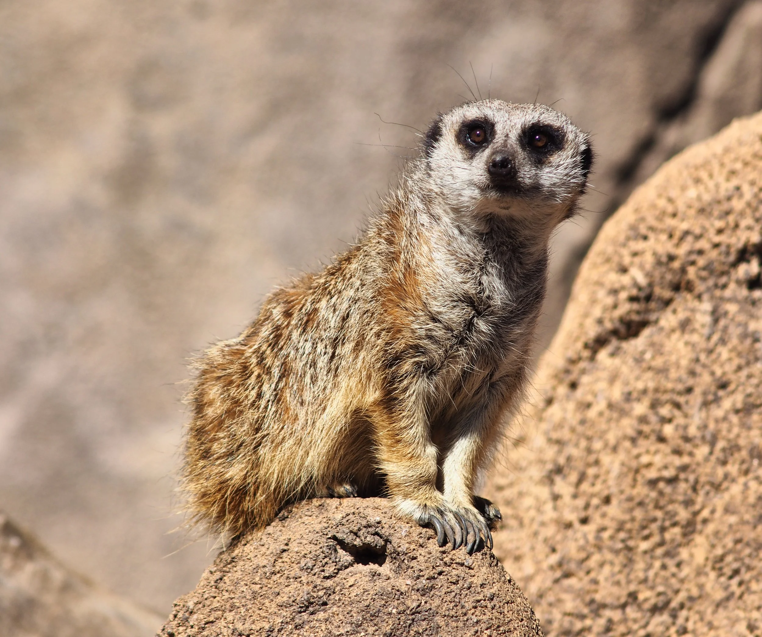 A meerkat standing on a rock with a blurred natural background.
