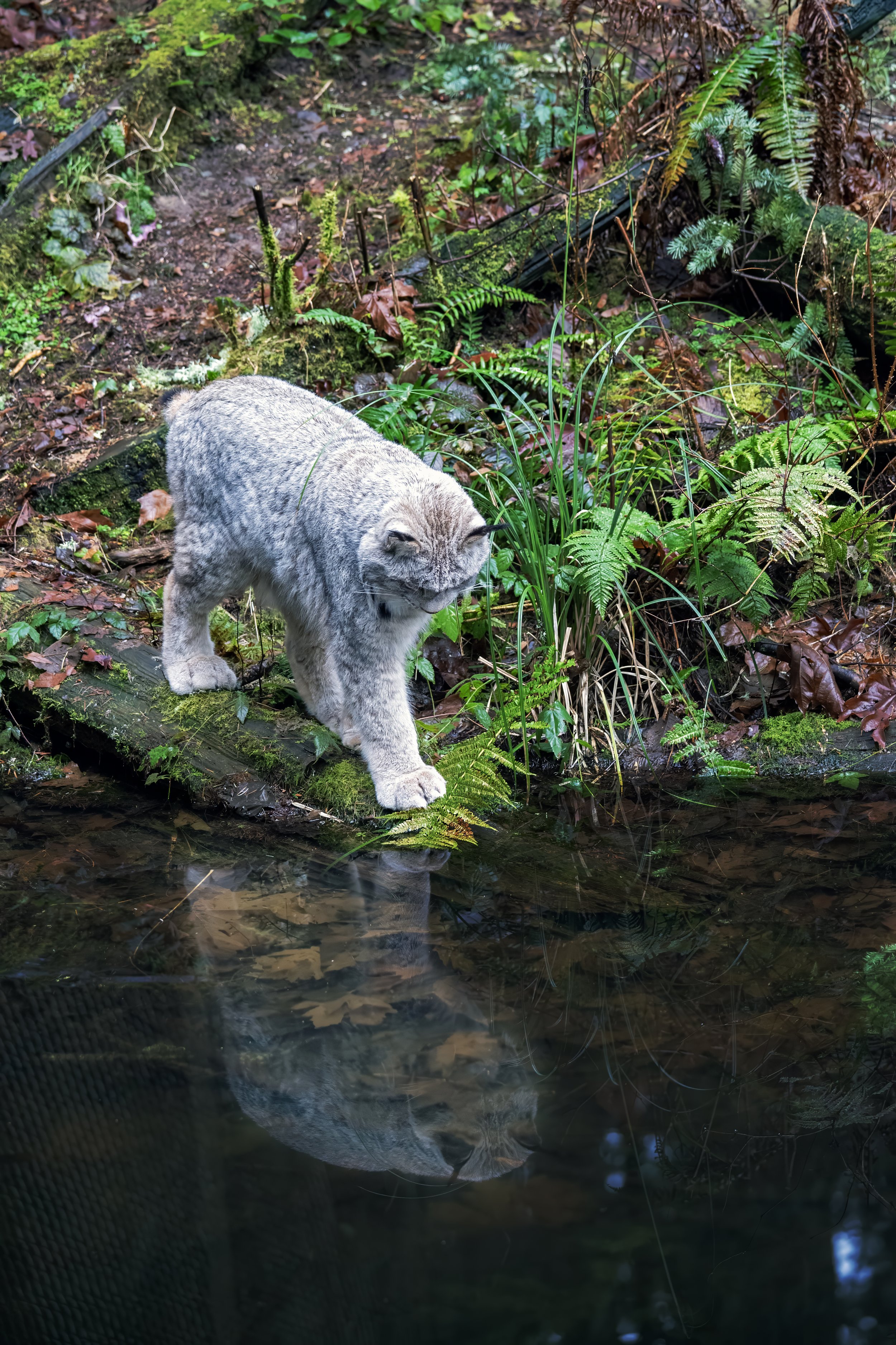 A mountain lion walking near a small stream in a lush forest with green plants and ferns.