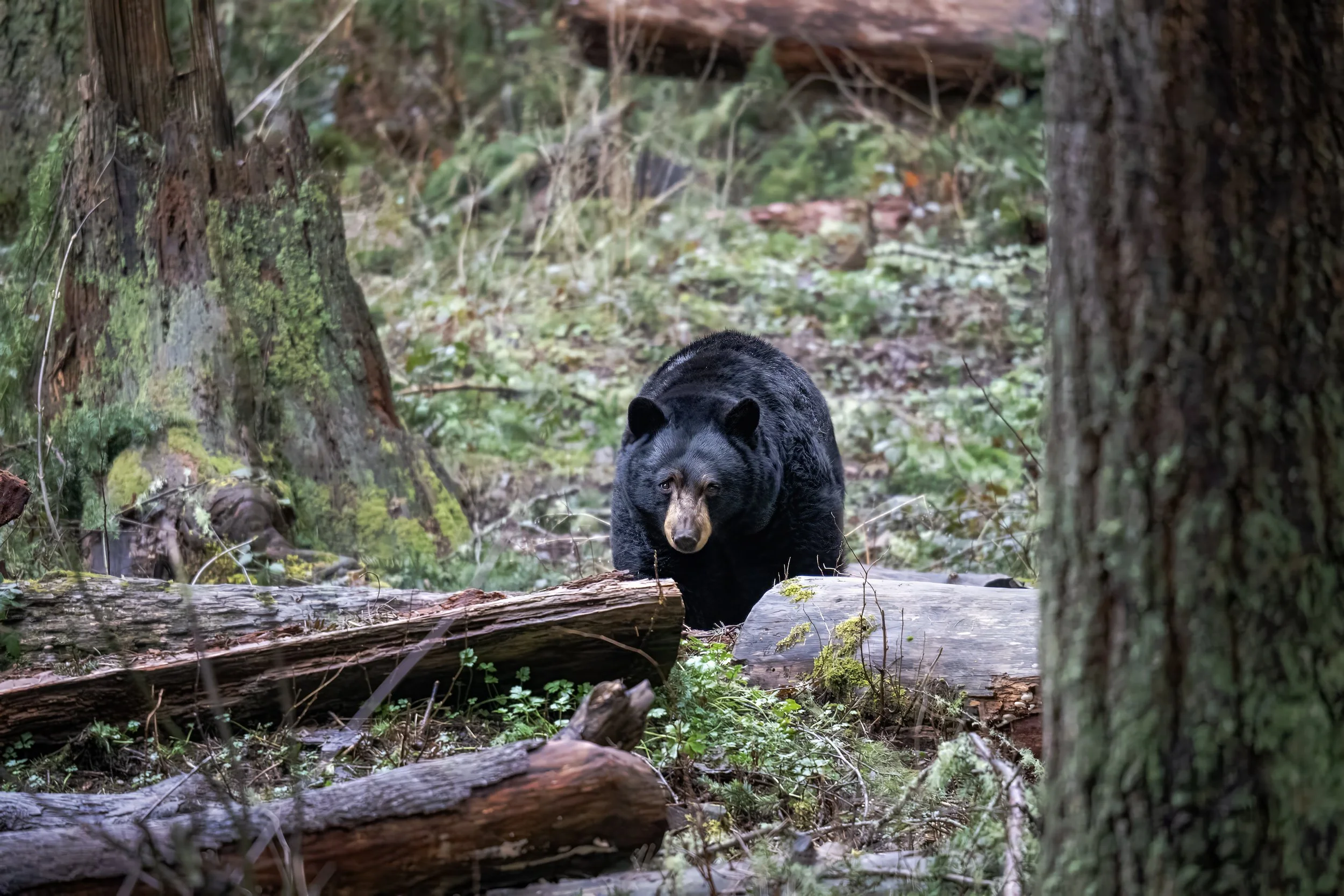 A black bear walking in a dense forest with tall trees and fallen logs.