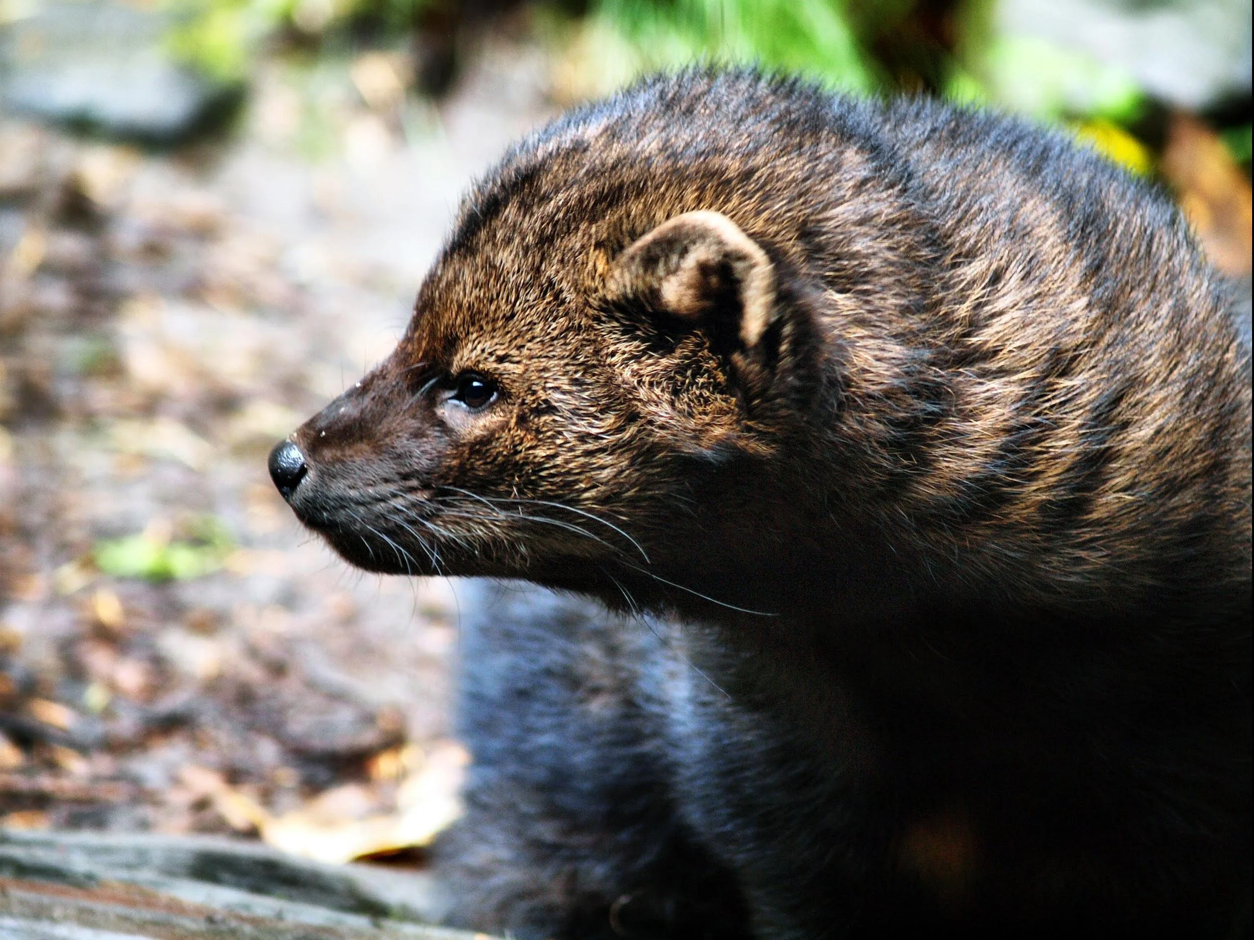 A close-up of a coati with brown fur and a pointed snout, looking to the left, on a forest floor with blurred greenery in the background.