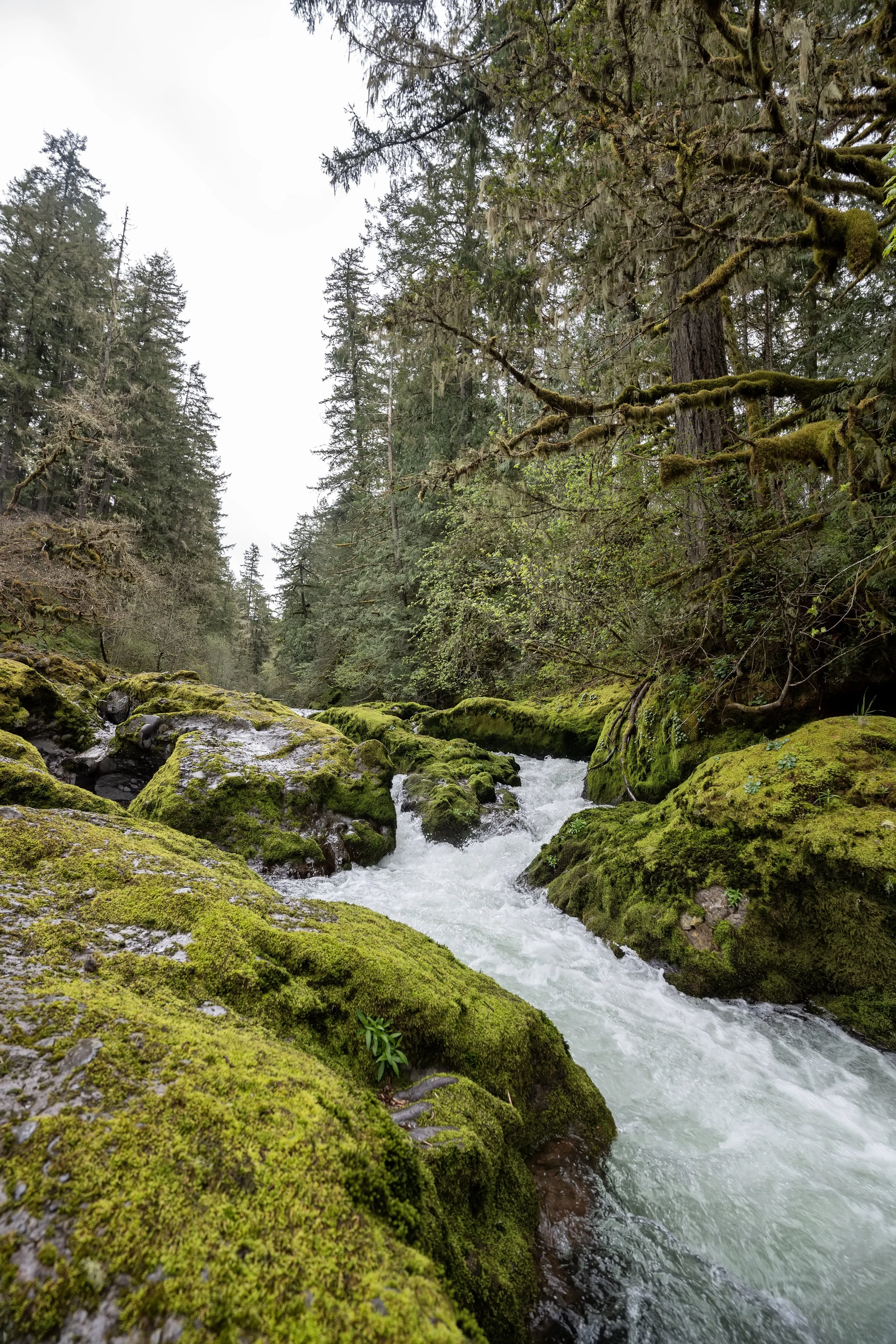 A flowing stream through a dense forest with moss-covered rocks and tall evergreen trees.