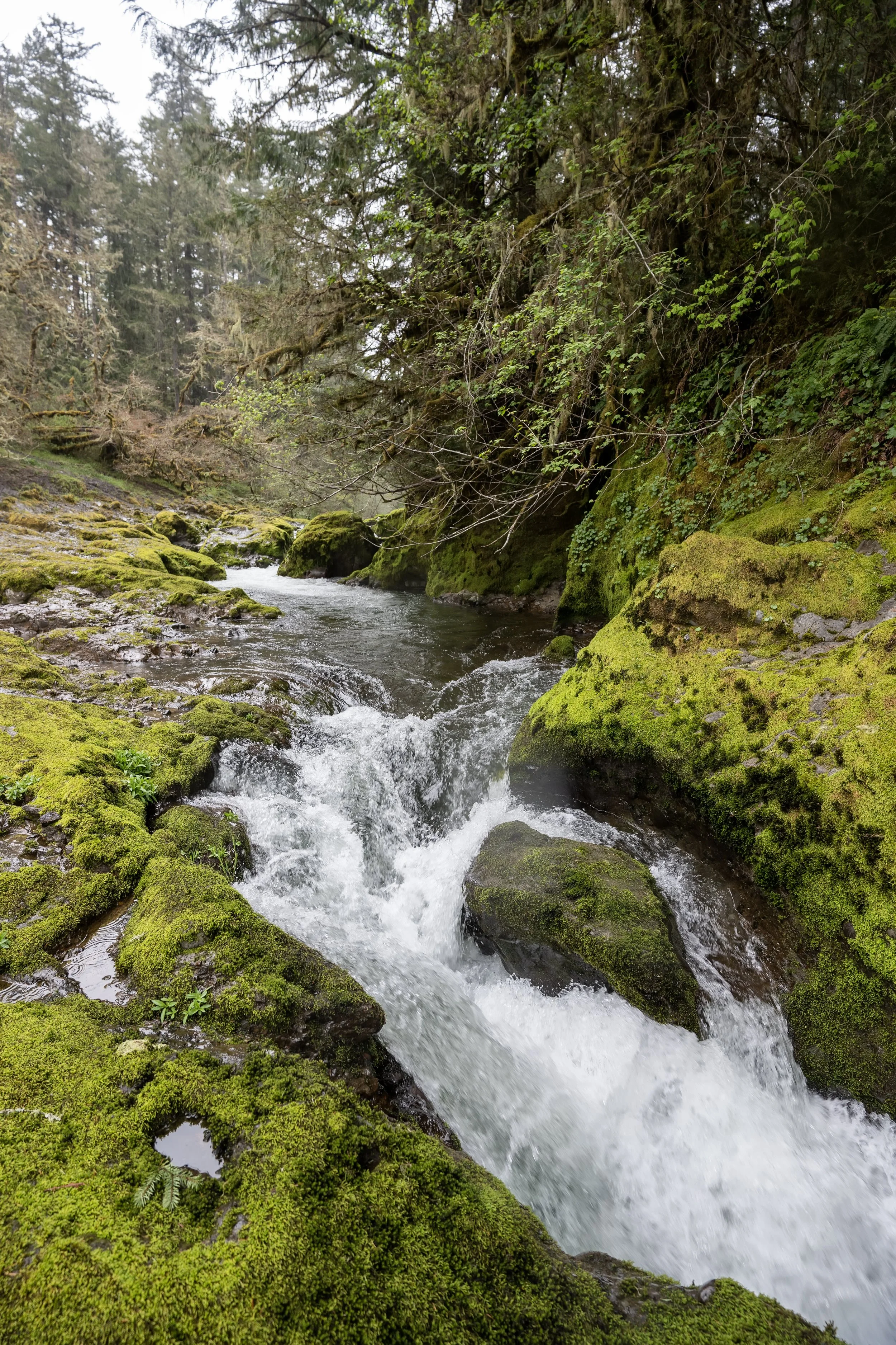 A river flowing through a moss-covered rocky forest with trees and dense green foliage.