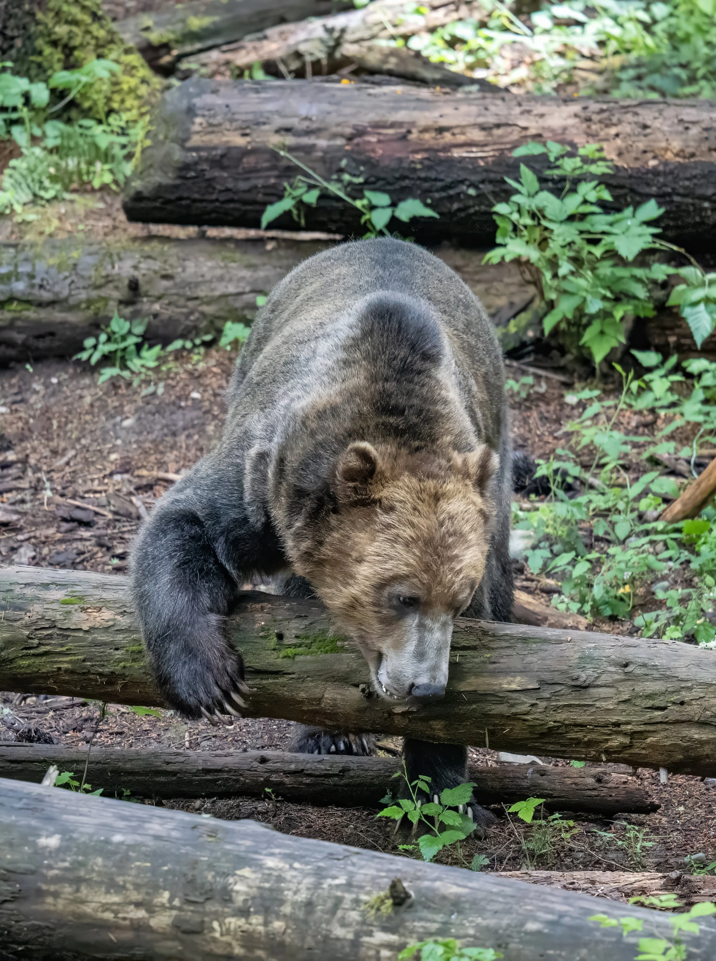 A young bear exploring on a fallen log in a forest, surrounded by green plants and moss-covered wood.