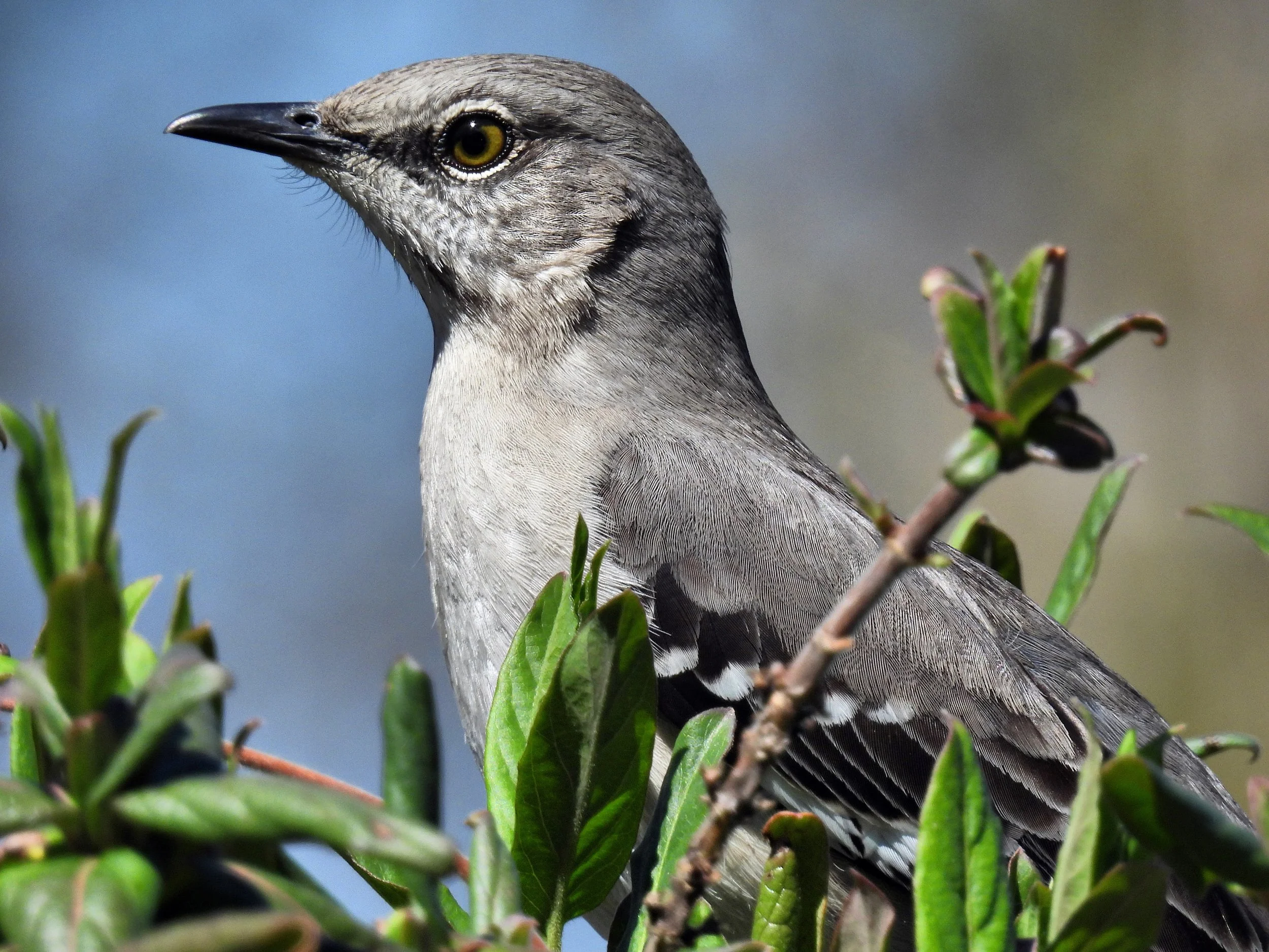 Close-up of a bird perched on green leafy branches with a blue sky background.