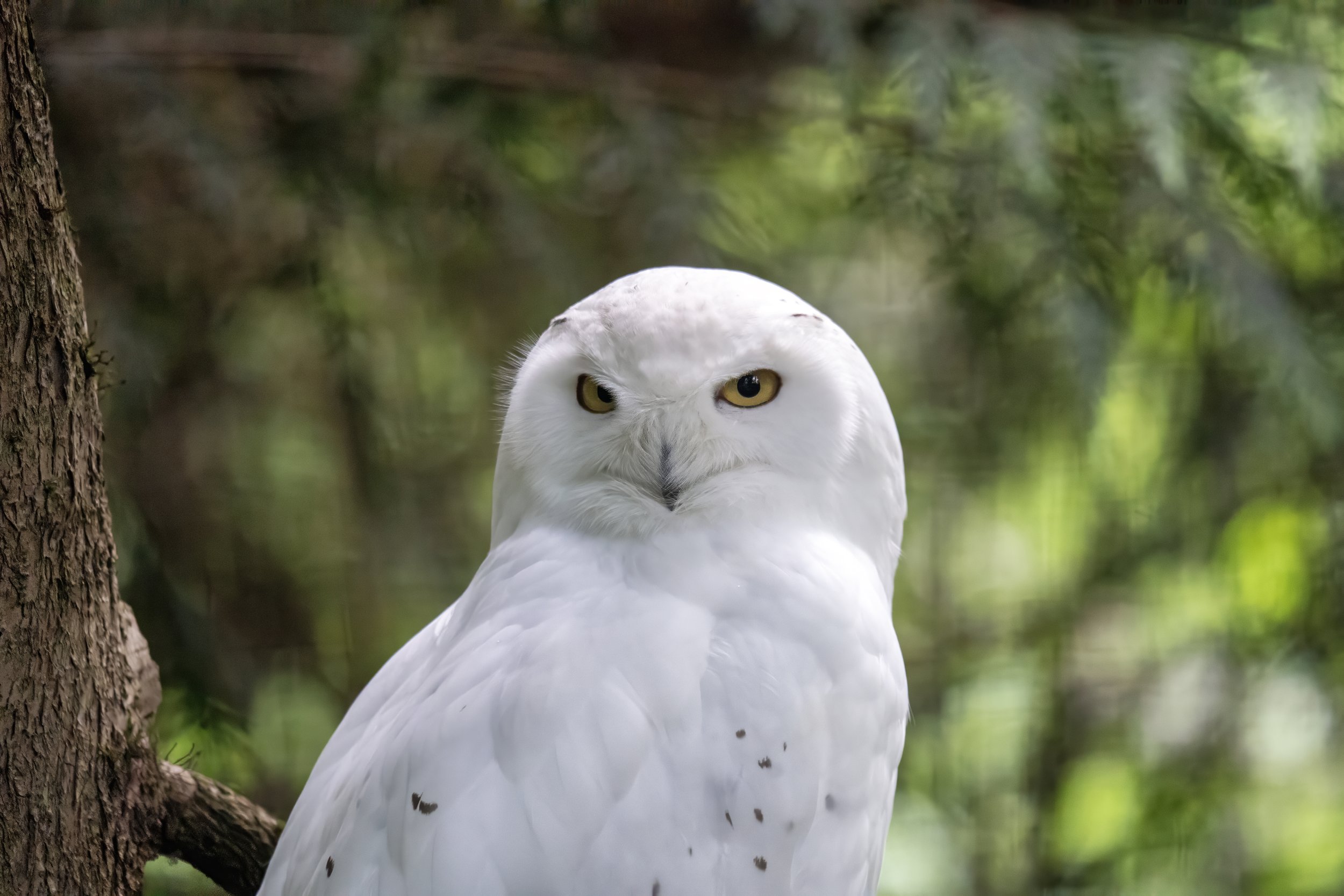 Close-up of a snowy owl perched on a branch in a forest with green blurred foliage in the background.