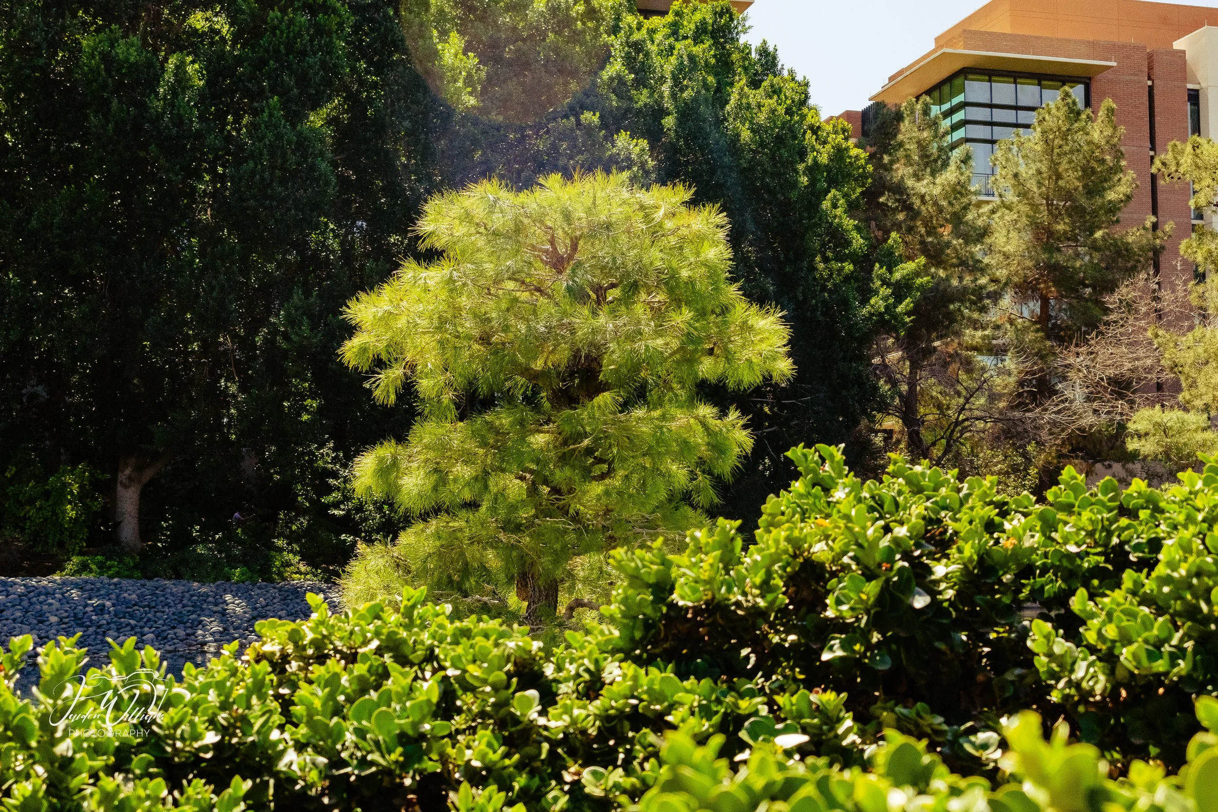 Japanese Friendship Garden-04.jpg