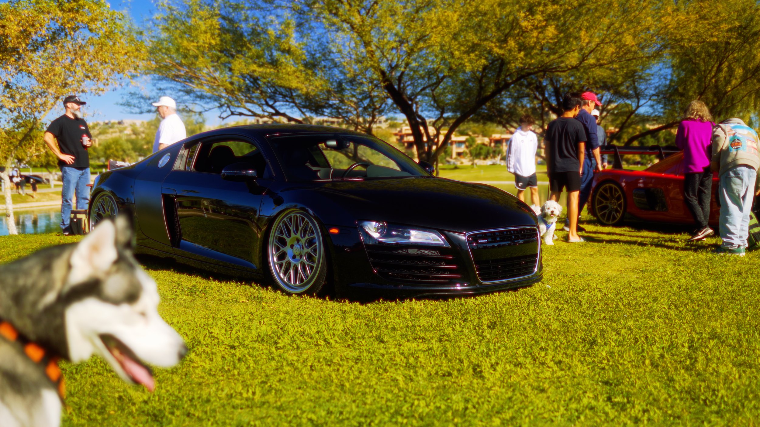 R8 & Dog.jpg