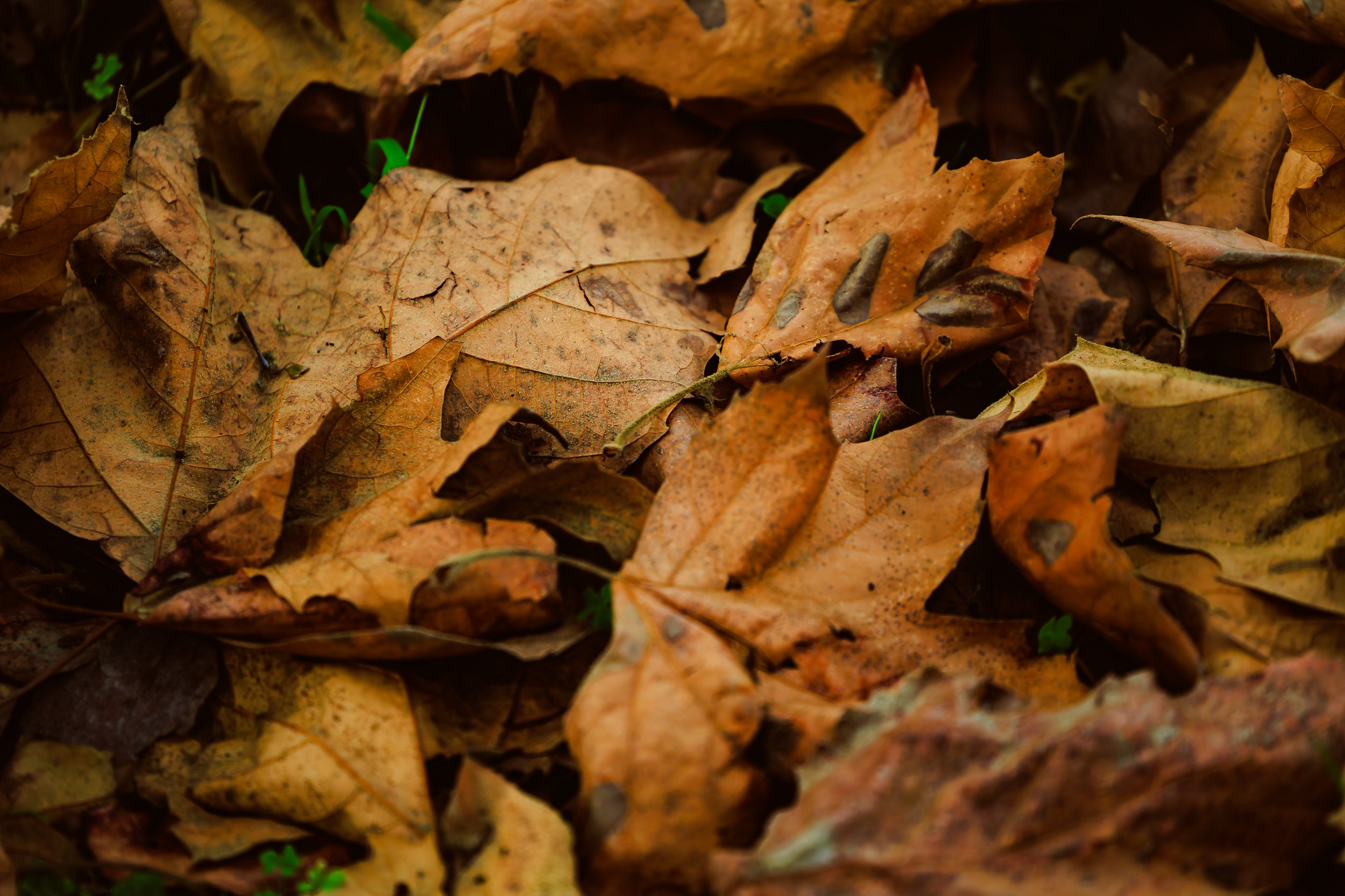 Photos Final-629.jpg