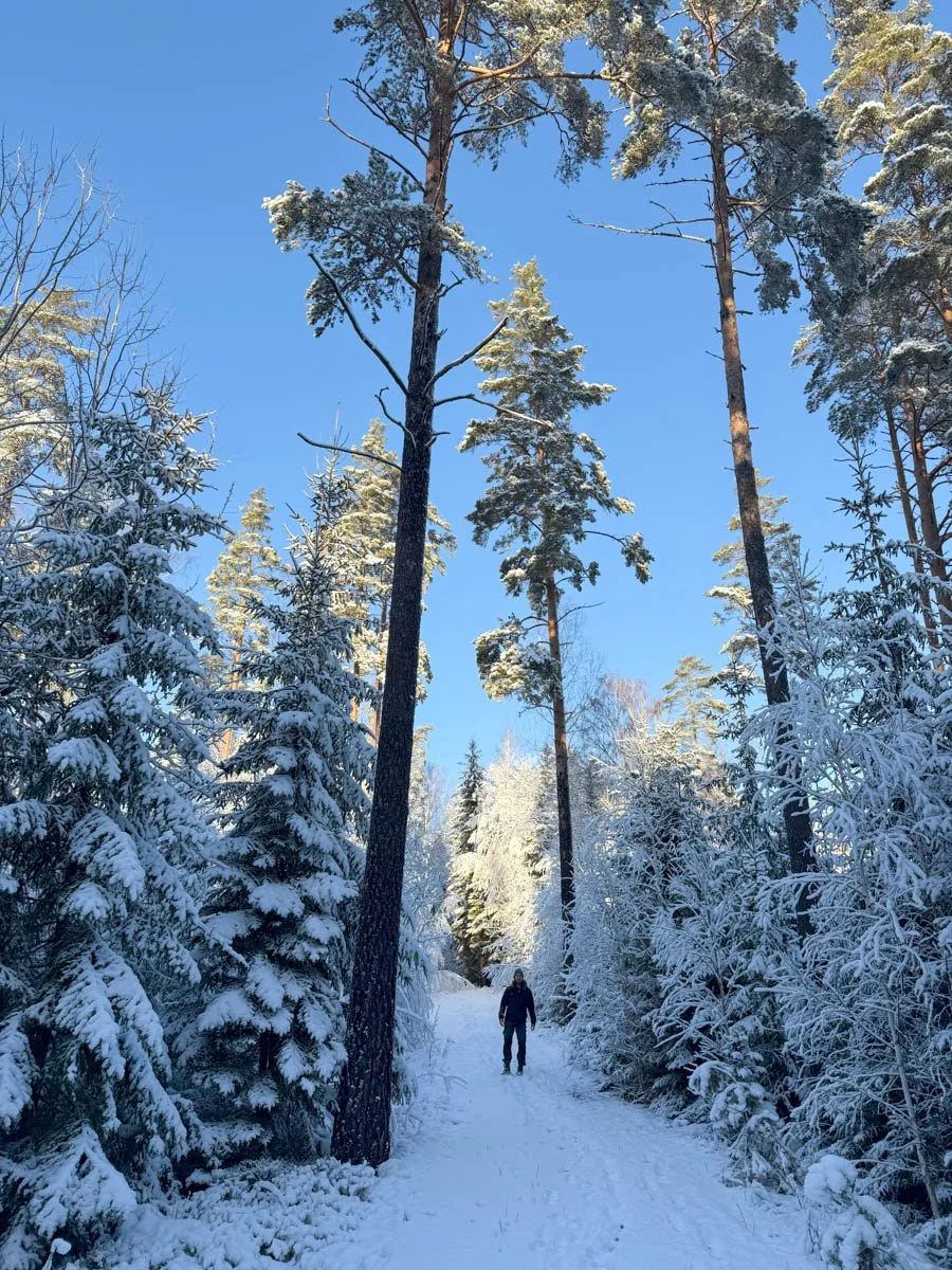 Wild forest in Skinnskatteberg, Sweden where we host our retreat