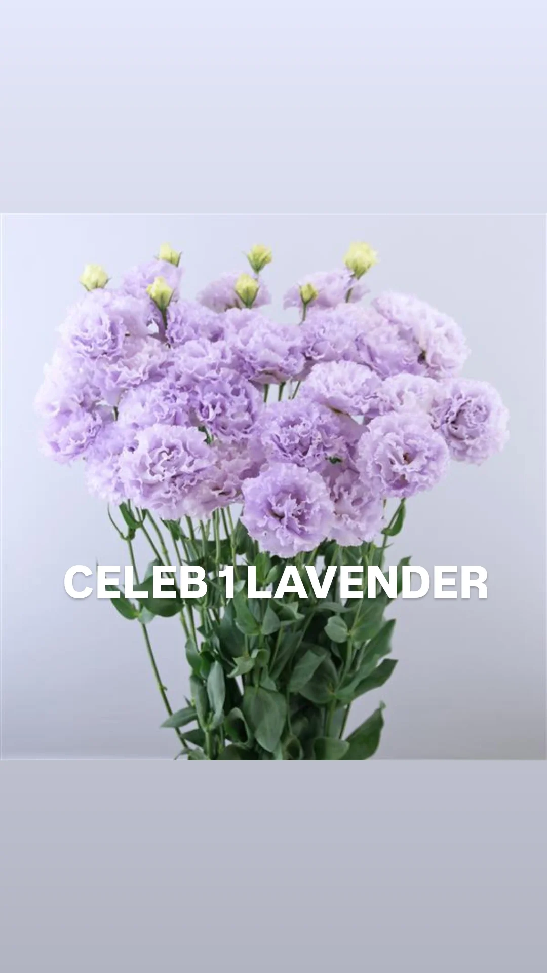 Lisianthus celeb 1 lavender.webp