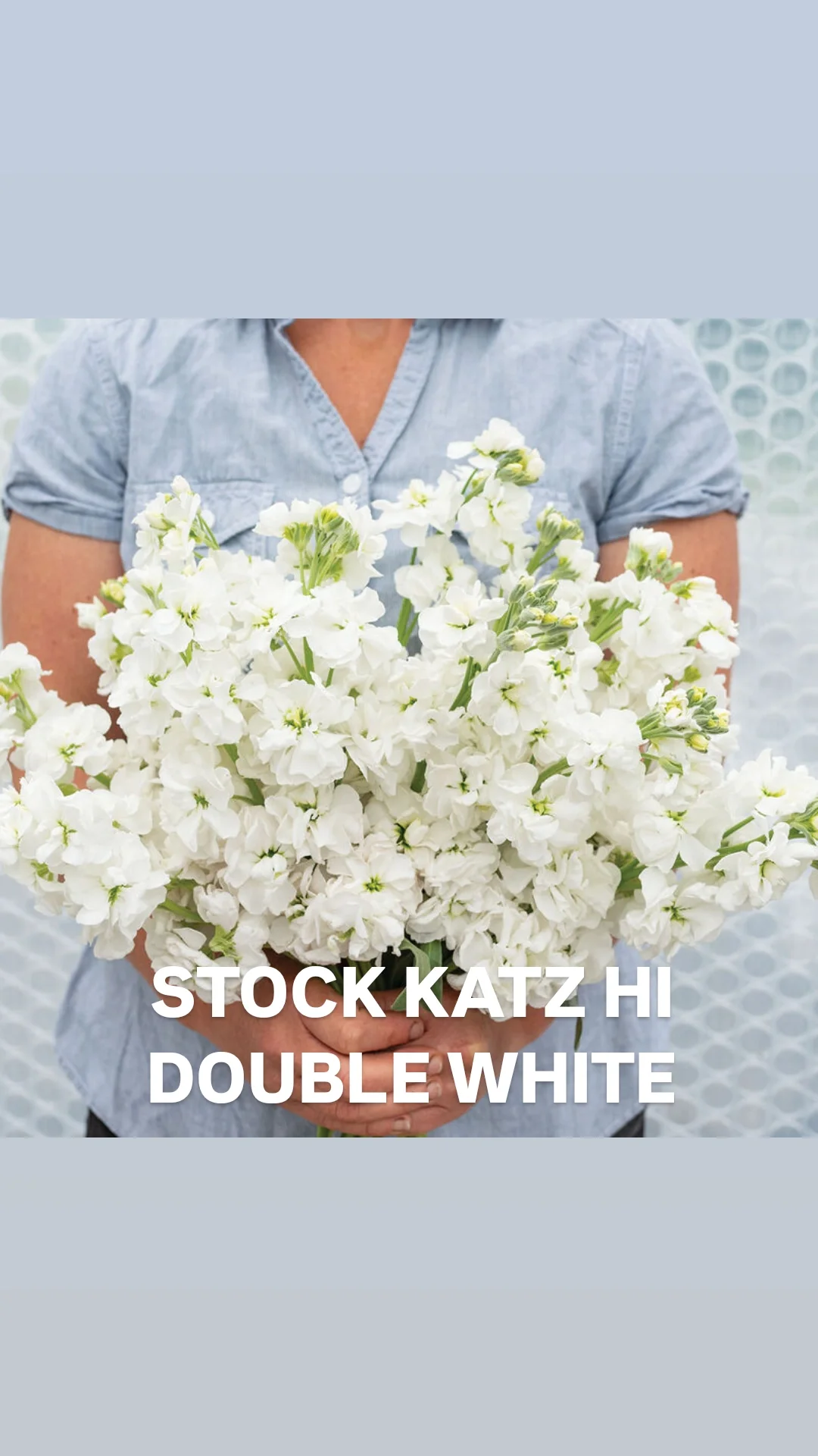 Stock Katz hi double white.webp