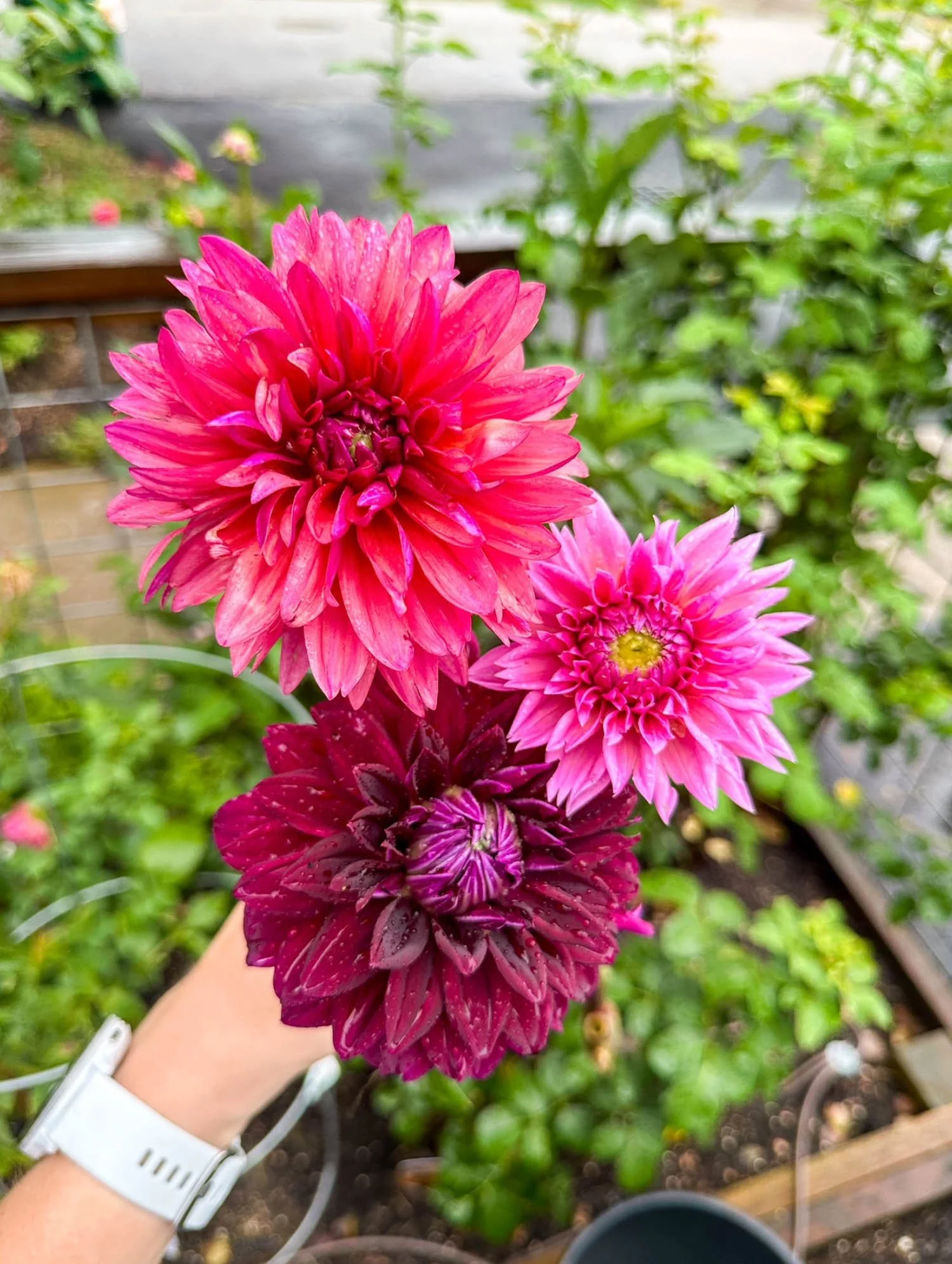 Dahlias of Houston