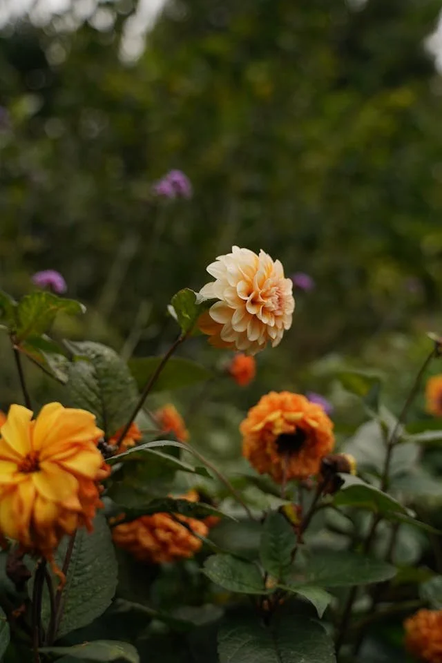 Orange dahlias blooming in a Houston flower garden.