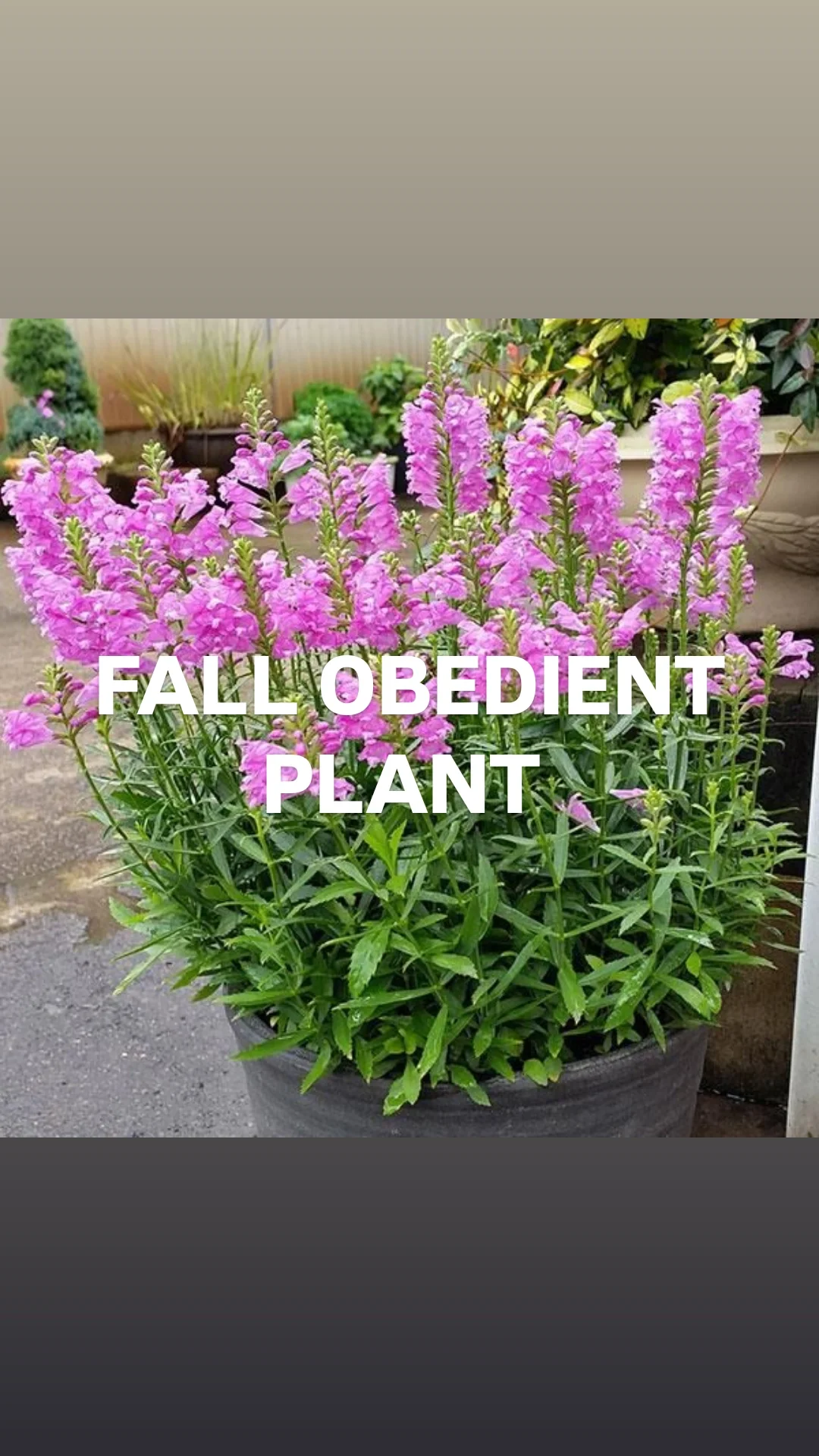 Fall Obedient Plant.webp