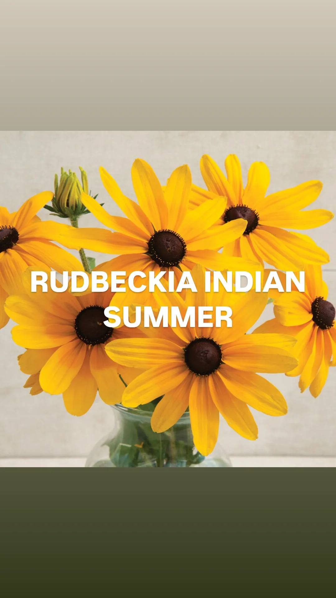 Rudbeckia Indian Summer.webp