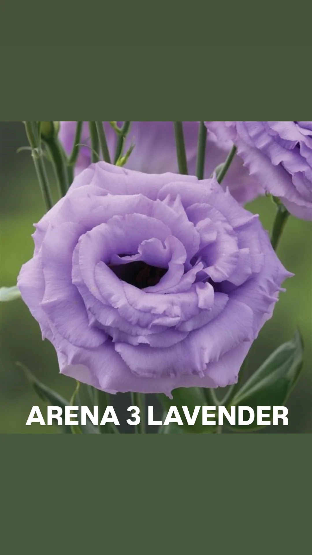 Lisi Arena 3 Lavender.webp