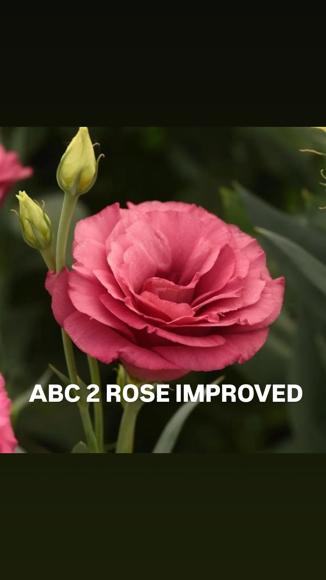 Lisi ABC 2 Rose Improved.webp