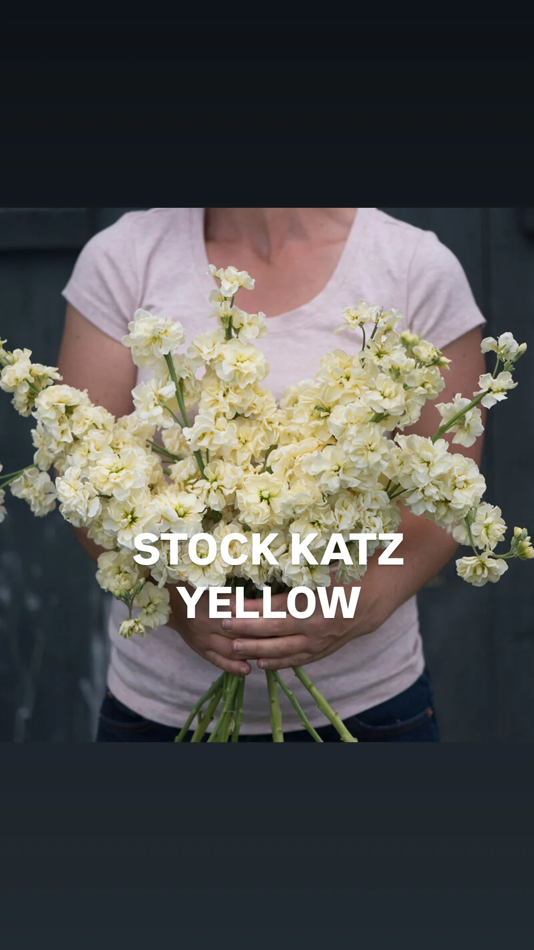 Stock Katz yellow.webp