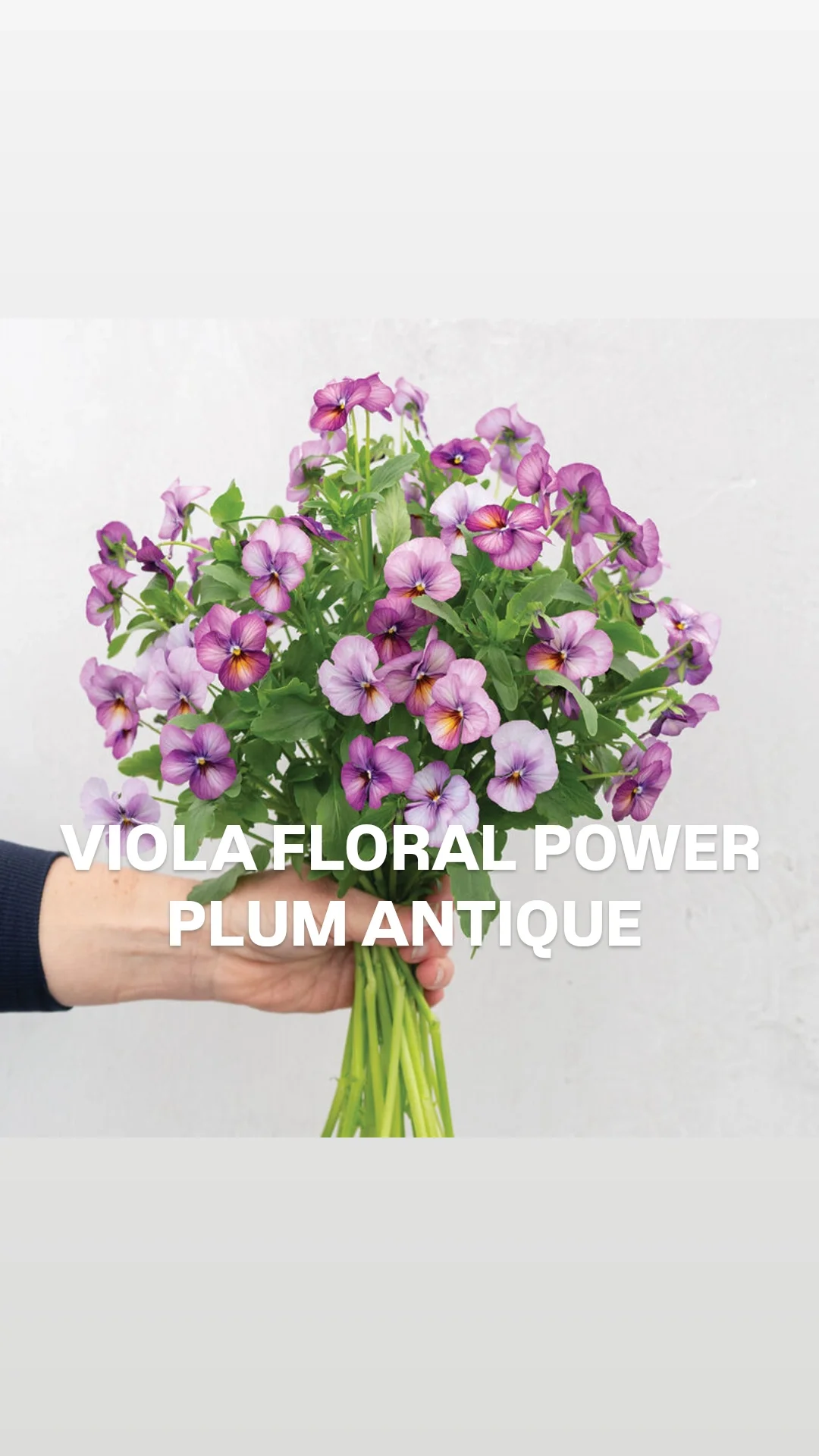 Viola plum antique_.webp