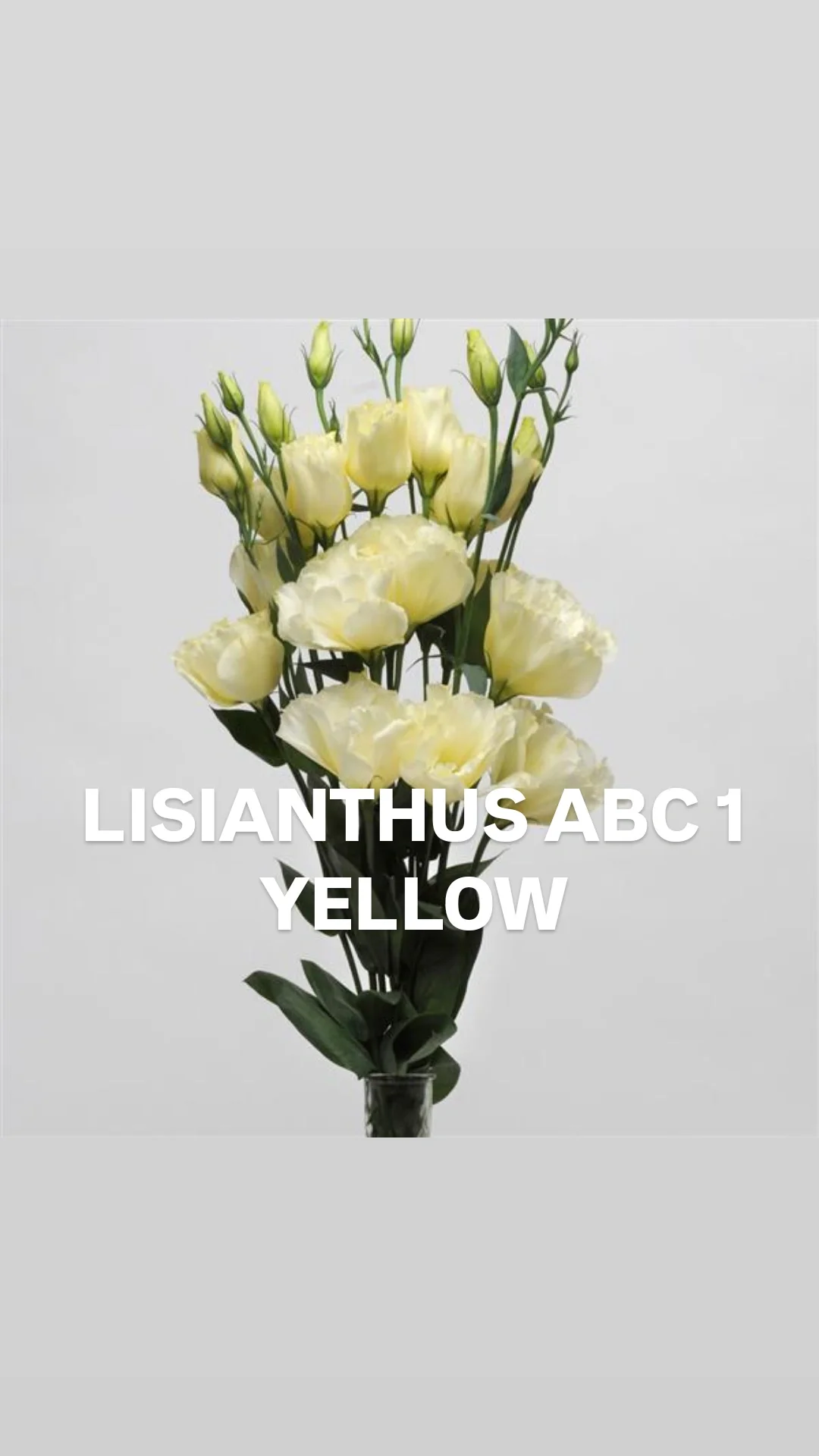 Lisianthus abc1 yellow.webp