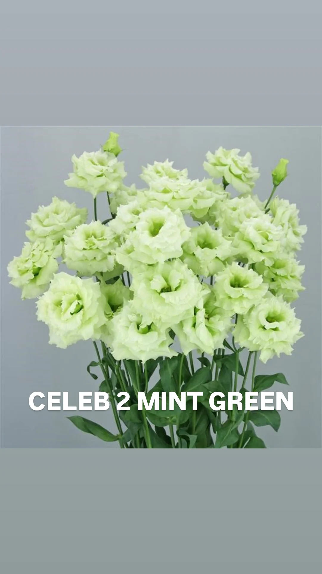 Lisi Celeb 2 Mint Green.webp