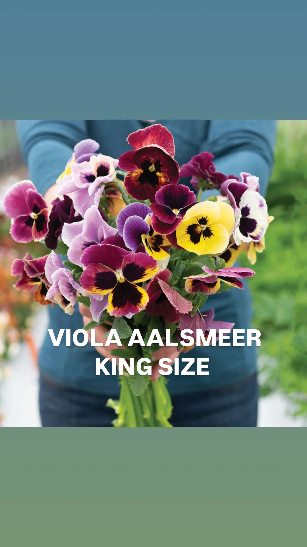 Viola aalsmeer king size.webp