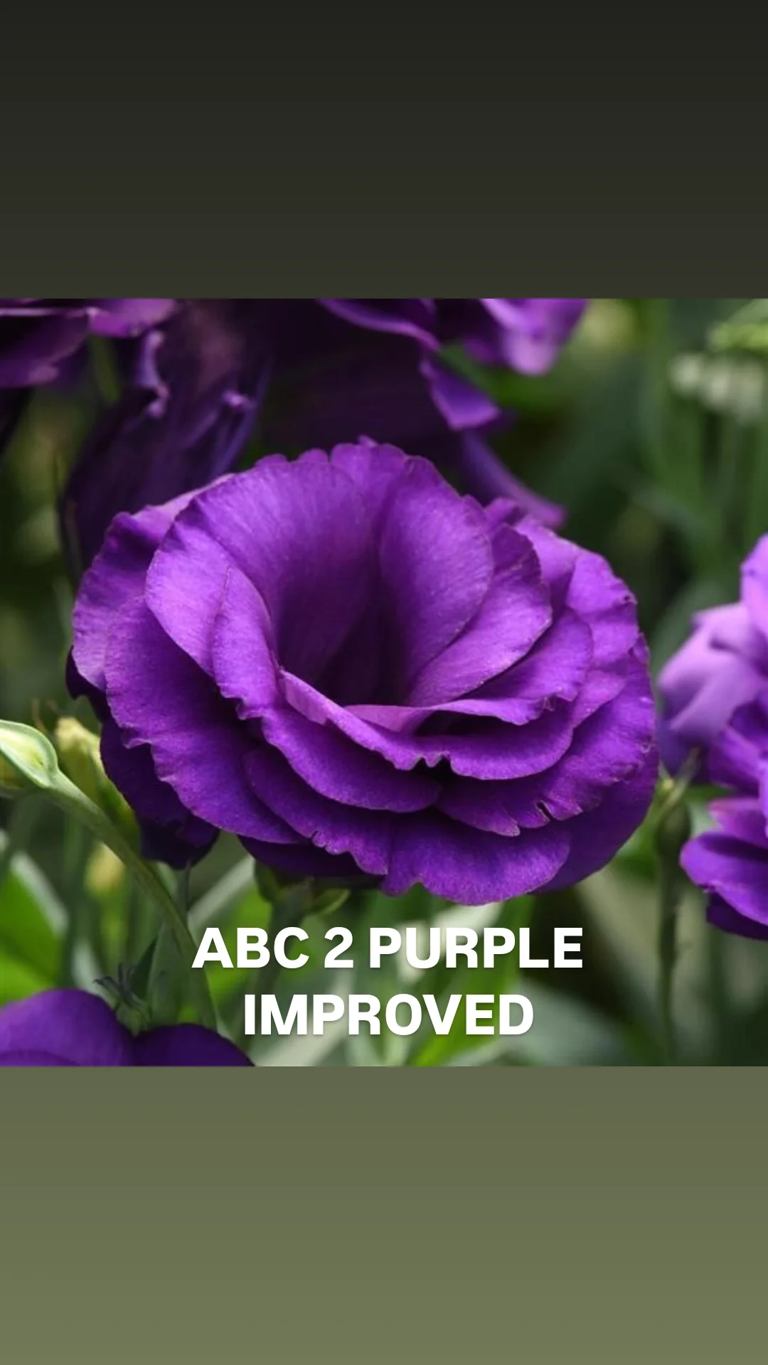 Lisi ABC 2 Purple Improved.webp