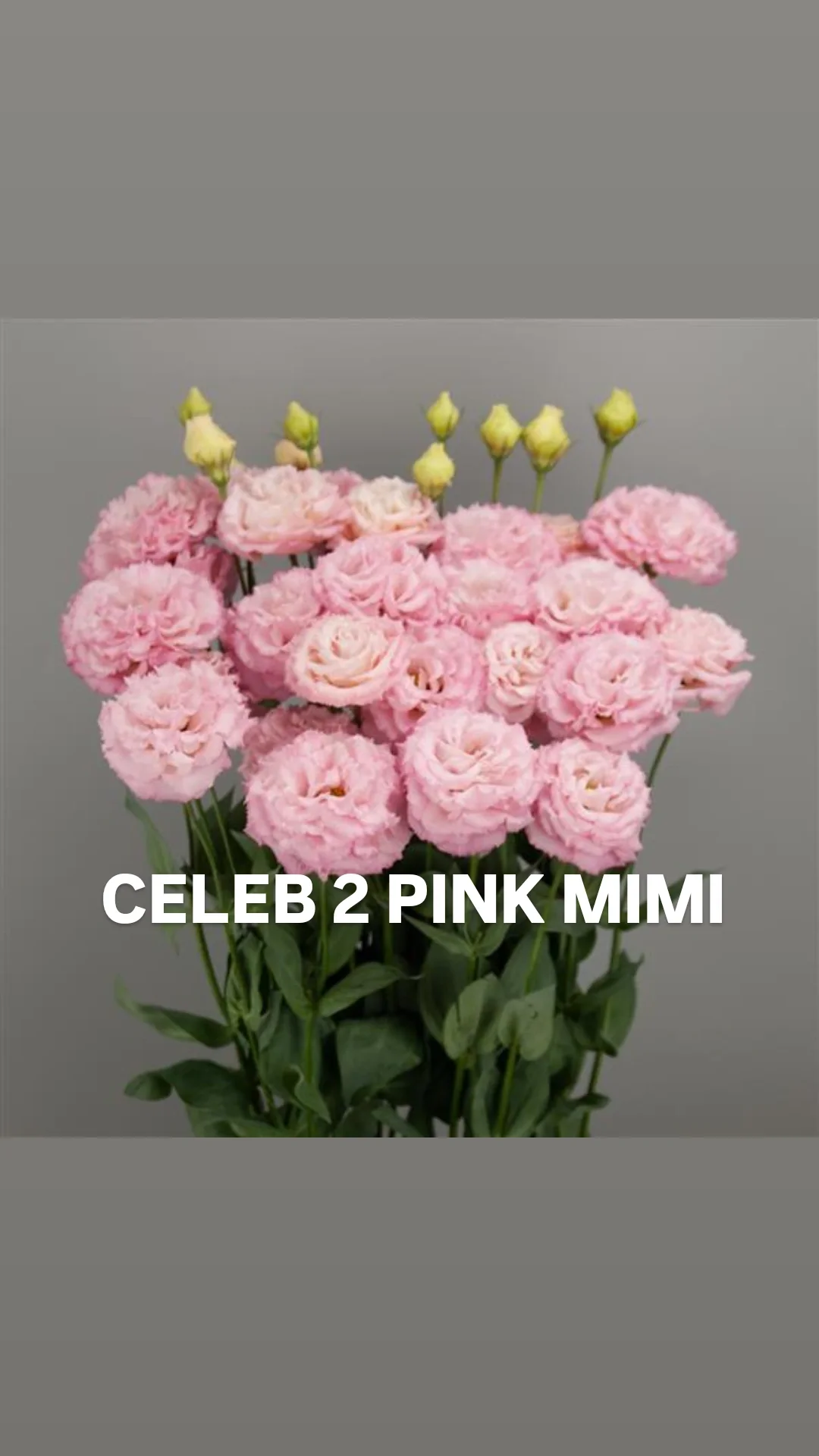 Lisianthus celeb 2 pink mimi.webp