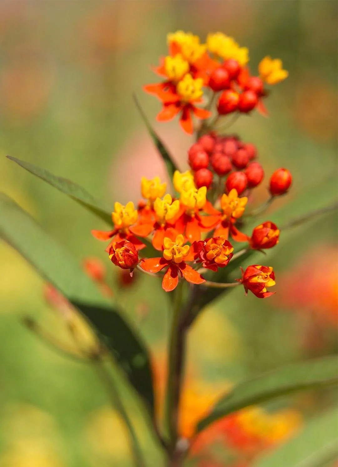 tropical-milkweed-flowers-100349452-a013112f70a847e58f3290e52cca9b32.jpg