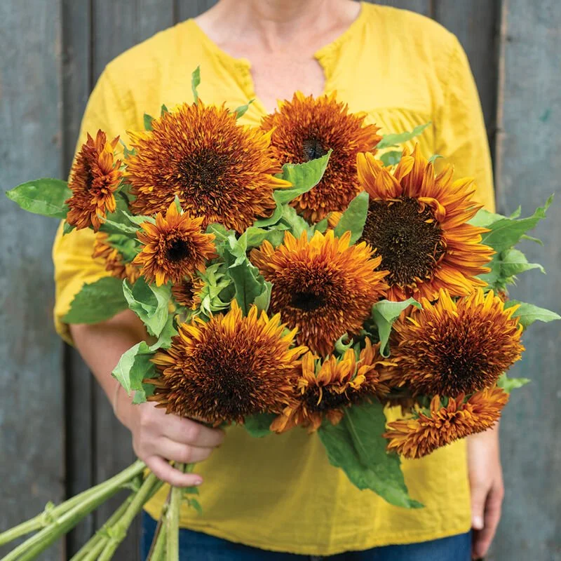 04981_01_darjeeling_sunflower.jpg
