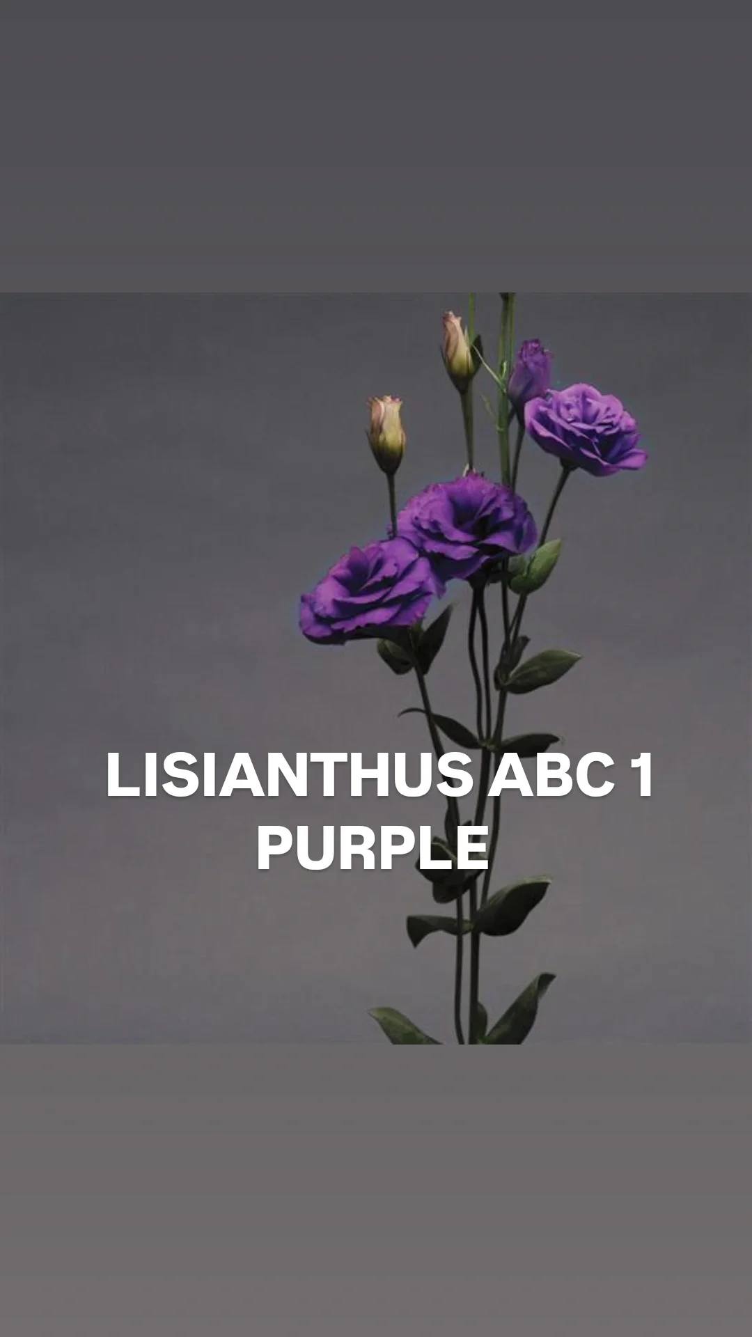 Lisianthus abc 1 purple.webp