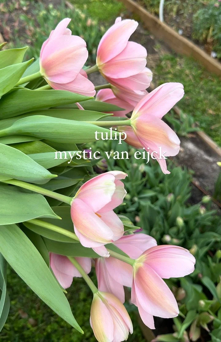 8B285F27-55A7-424C-B306-76F8C6D3E5CE+%281%29.png