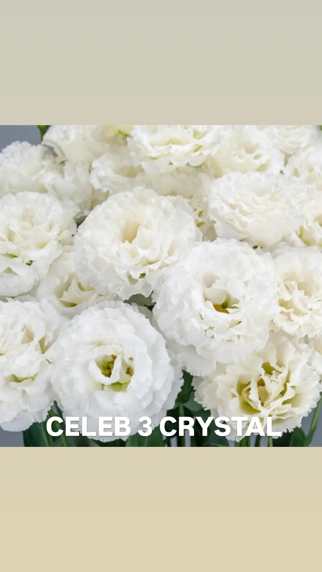 Lisi Celeb 3 Crystal.webp