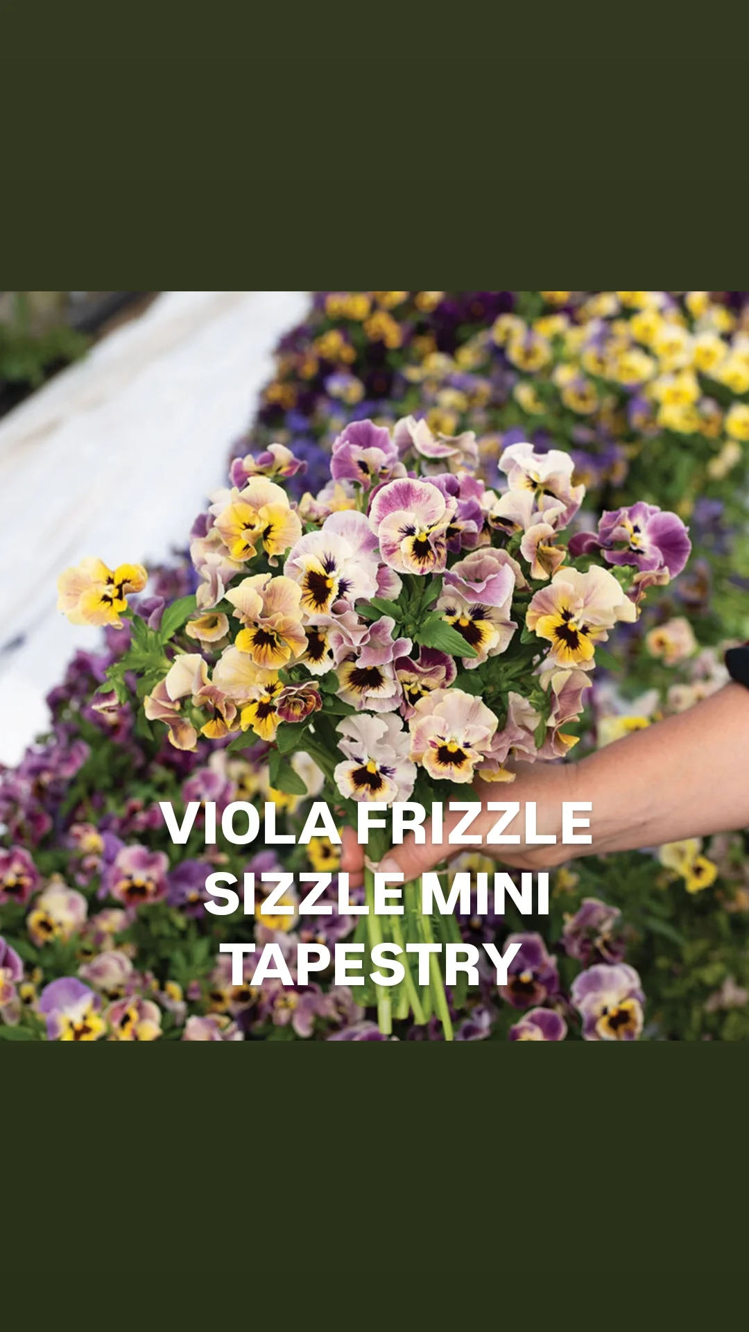 Viola frizzle sizzle mini tapestry_.webp