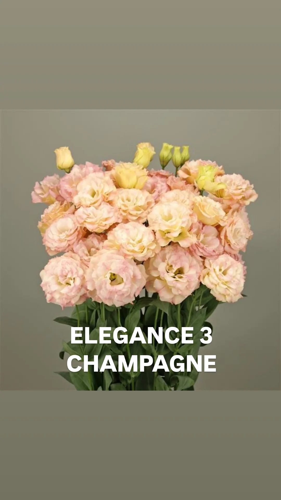 Lisi Elegance 3 Champagne.webp
