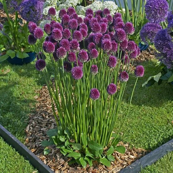 drumstick allium 2.jpg