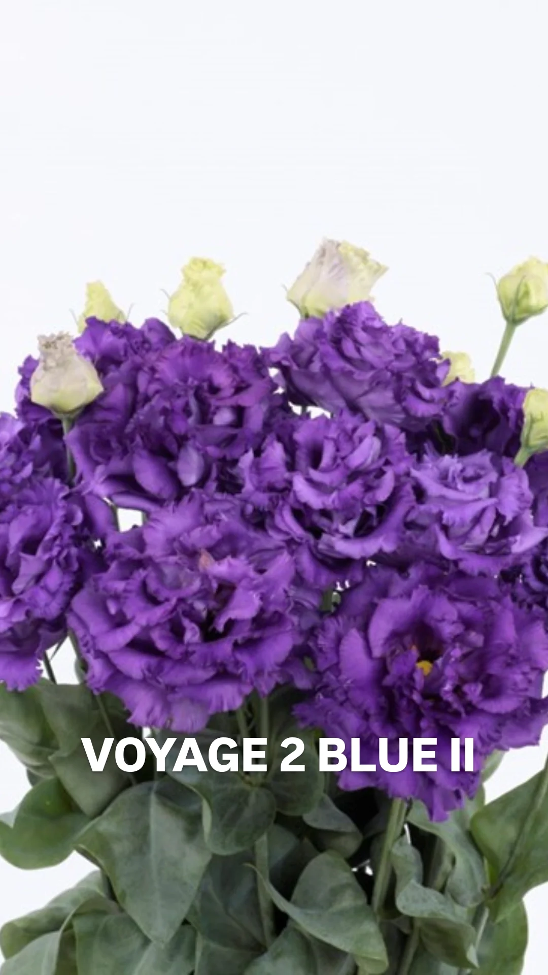 Lisi Voyage 2 Blue II.webp