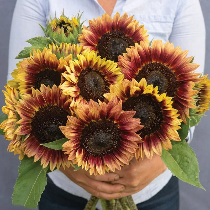 04923_01_desert_sun_sunflower.jpg