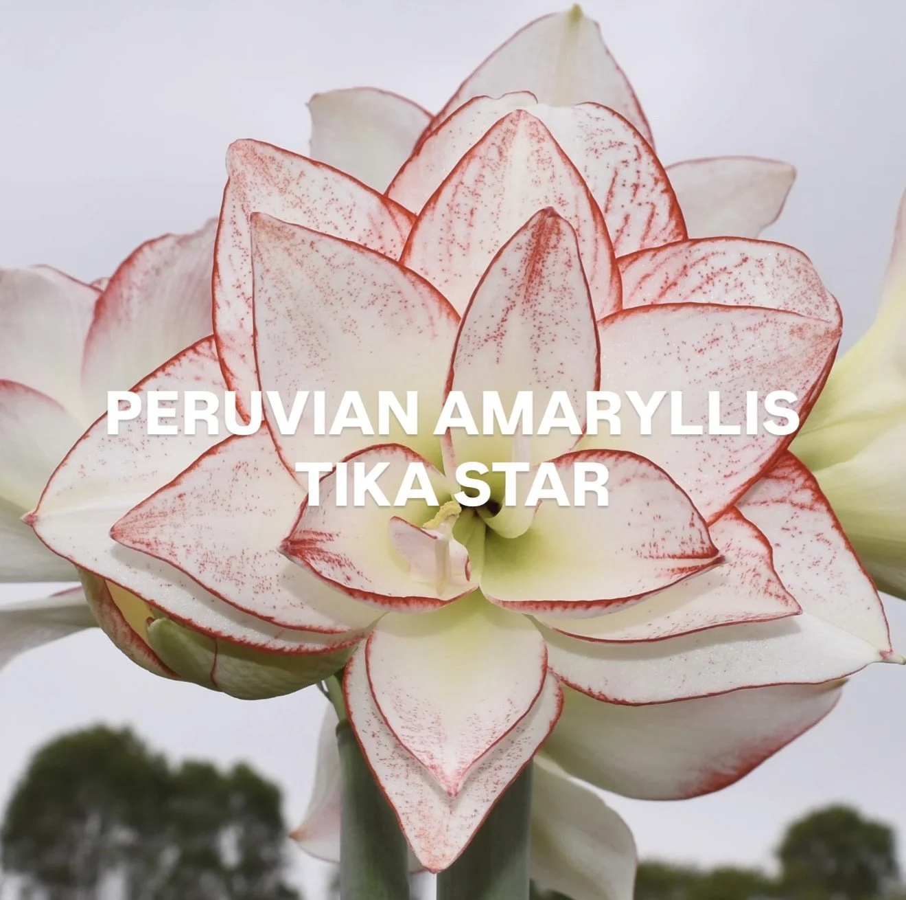 A28EC665-CFB5-4D6A-B167-4C7AF96B21DD.jpg