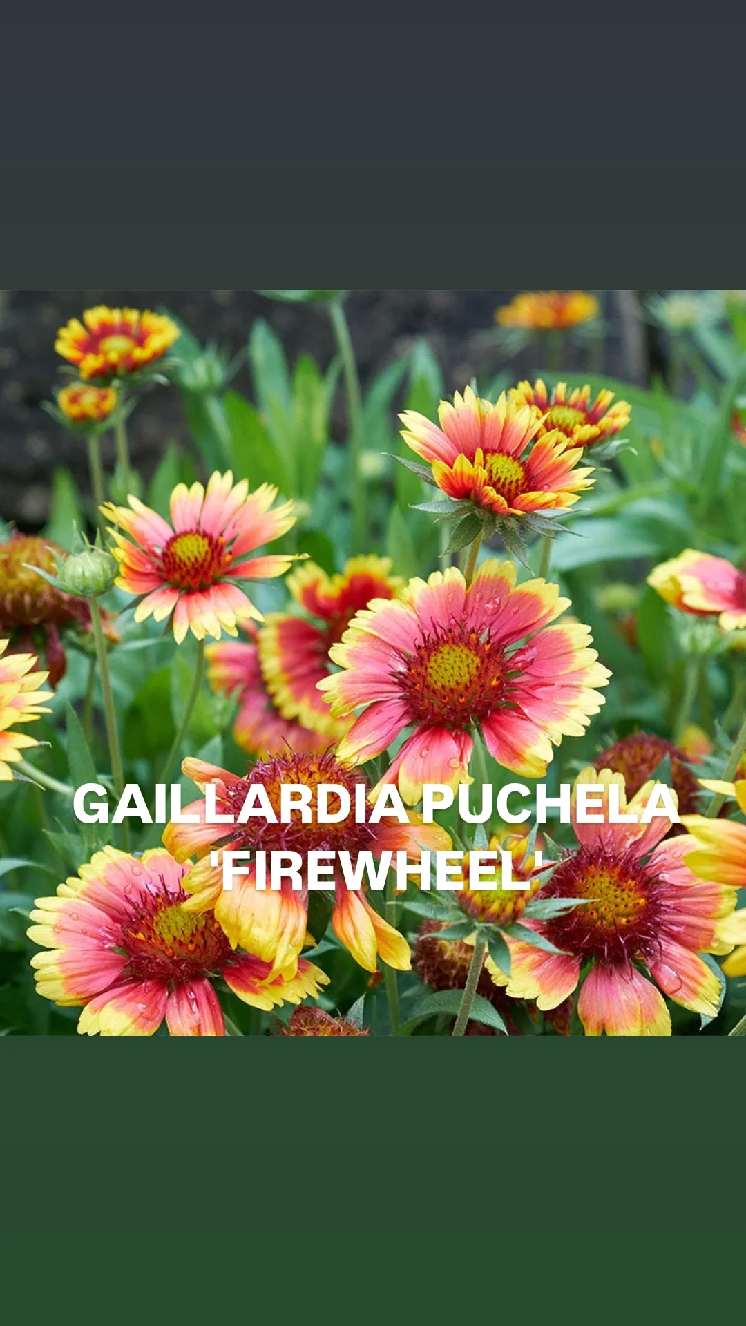 Gaillardia puchela Firewheel.webp