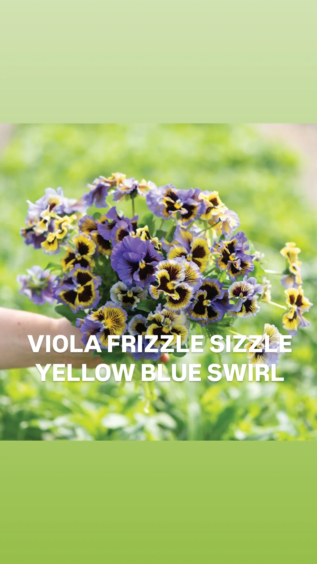 Viola frizzle sizzle yellow blue_.webp