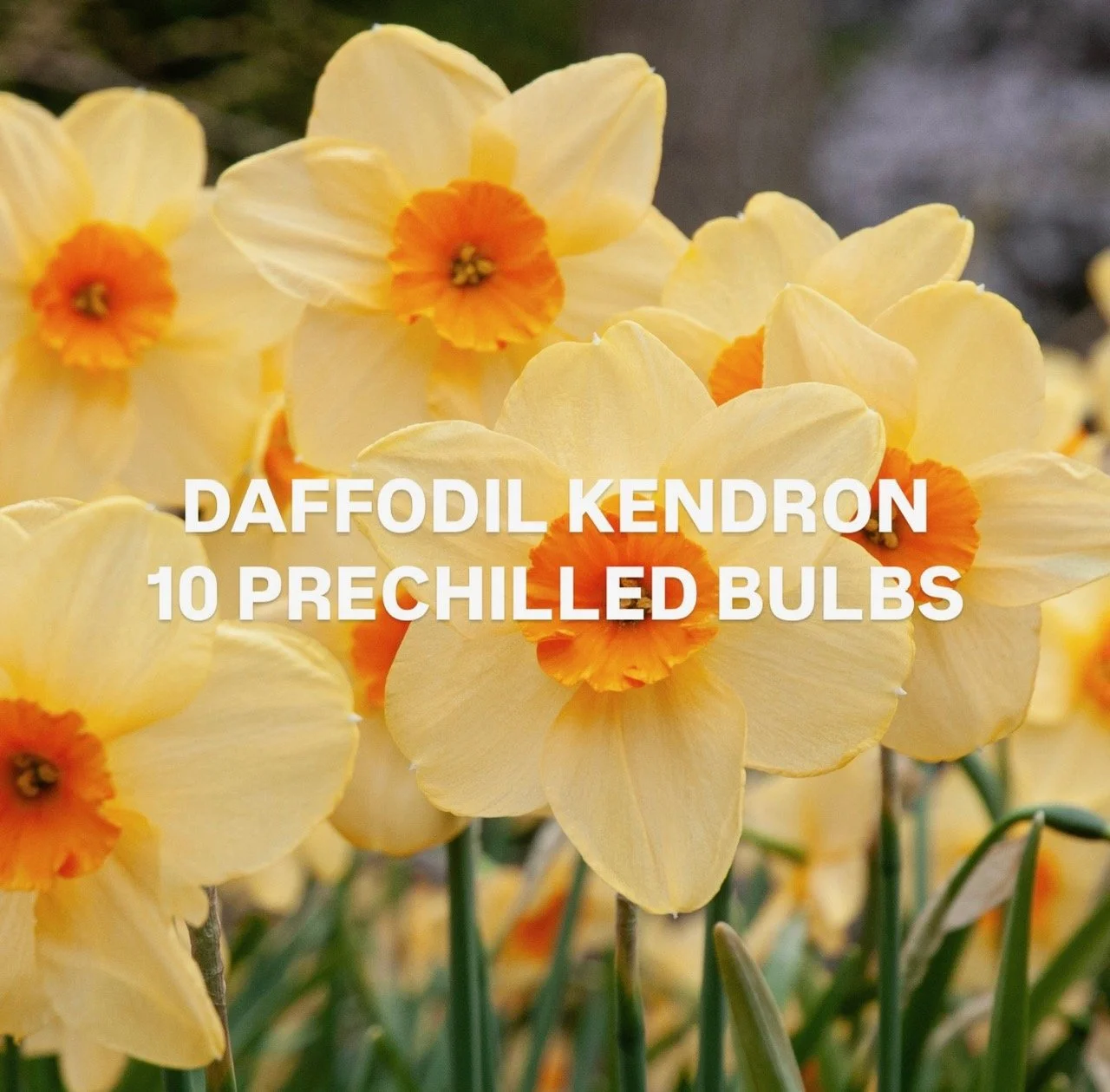 FAF599E9-13DD-431D-9D03-EBDFC3420F79.jpg