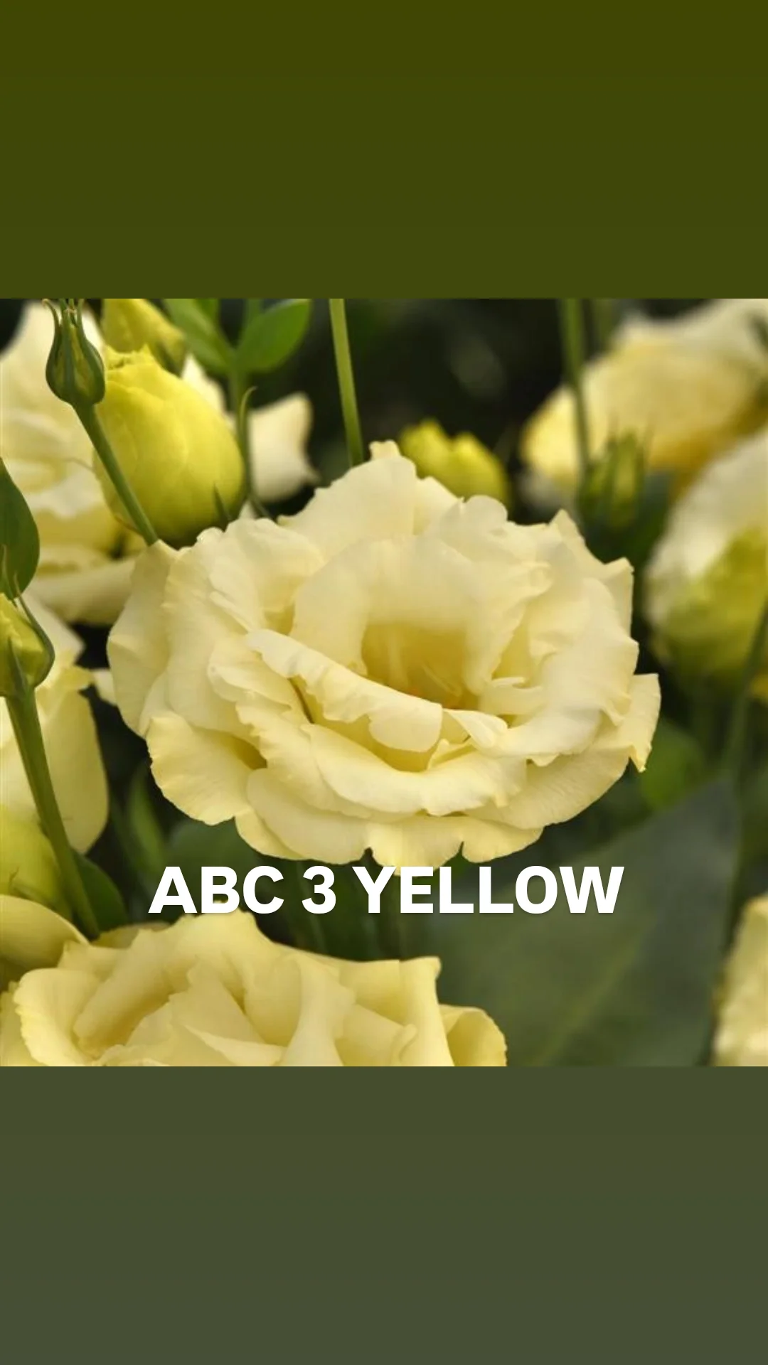 Lisi ABC 3 Yellow.webp