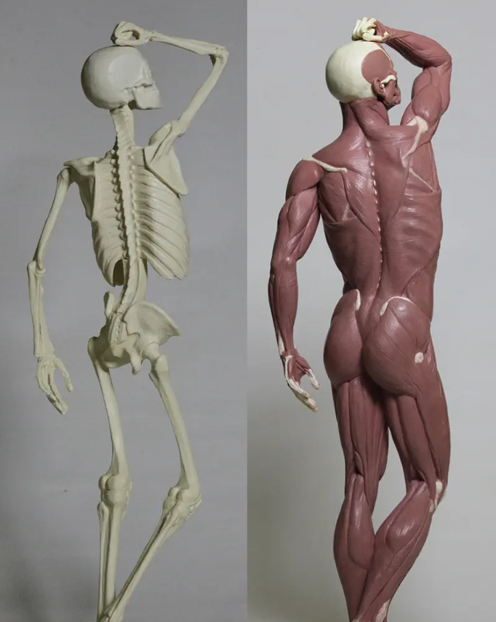 artist anatomy class saint croix falls, wi (2).png